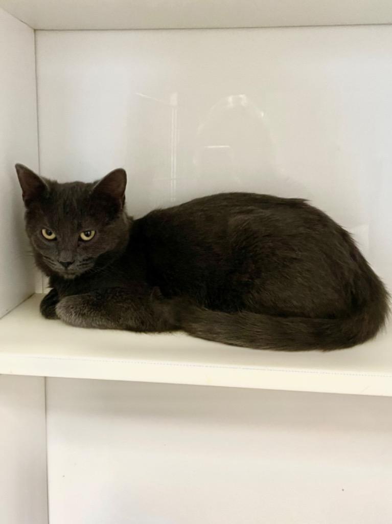 Wednesday, a Adoptable mixed breed in Hartford City, IN image 2/4