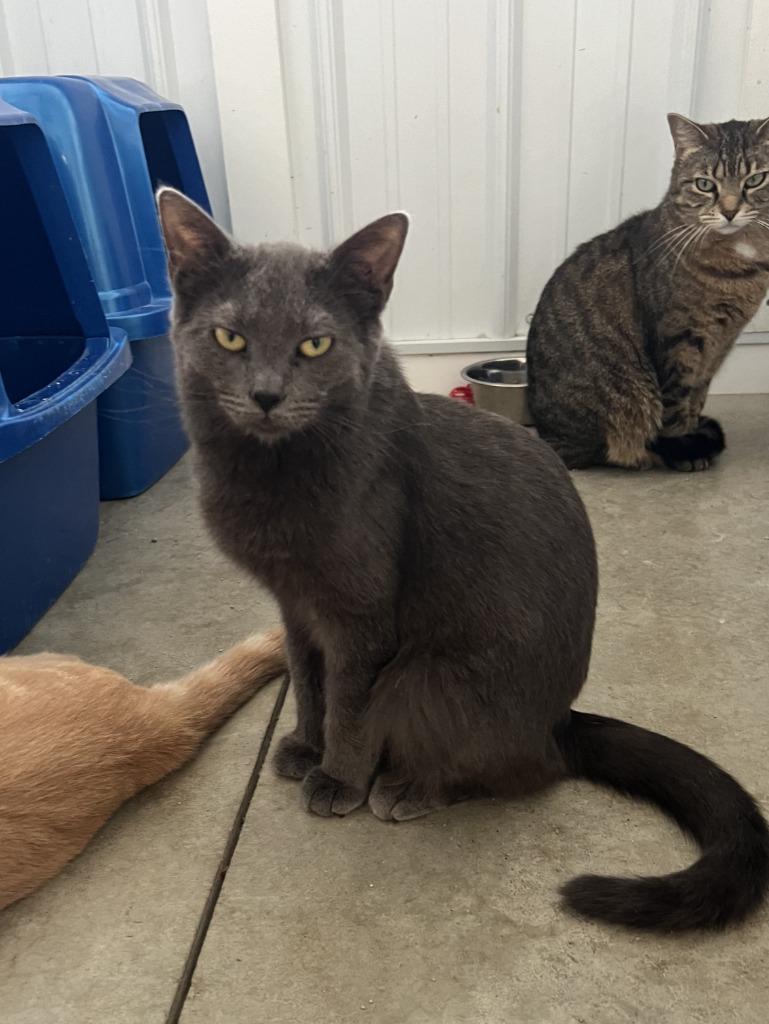 Wednesday, a Adoptable mixed breed in Hartford City, IN image 3/4