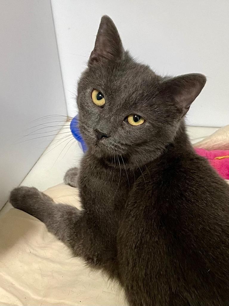 Wednesday, a Adoptable mixed breed in Hartford City, IN image 4/4