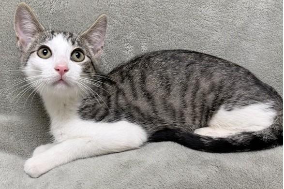 Morris, ADOPTABLE, Young Male Domestic Short Hair.