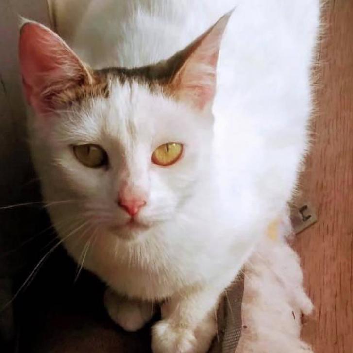 Laverne, Adoptable, Adult Female Domestic Short Hair.