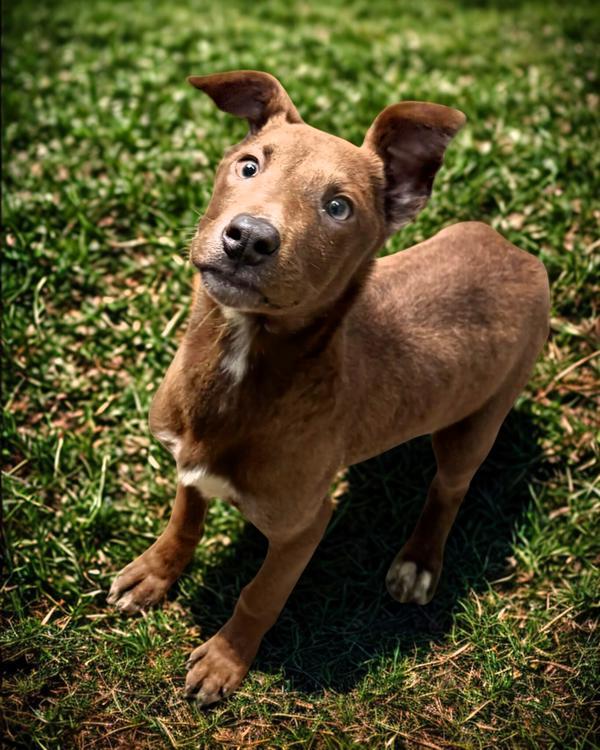 Amaretto, Adoptable, Young Female Shepherd & Pit Bull Terrier.