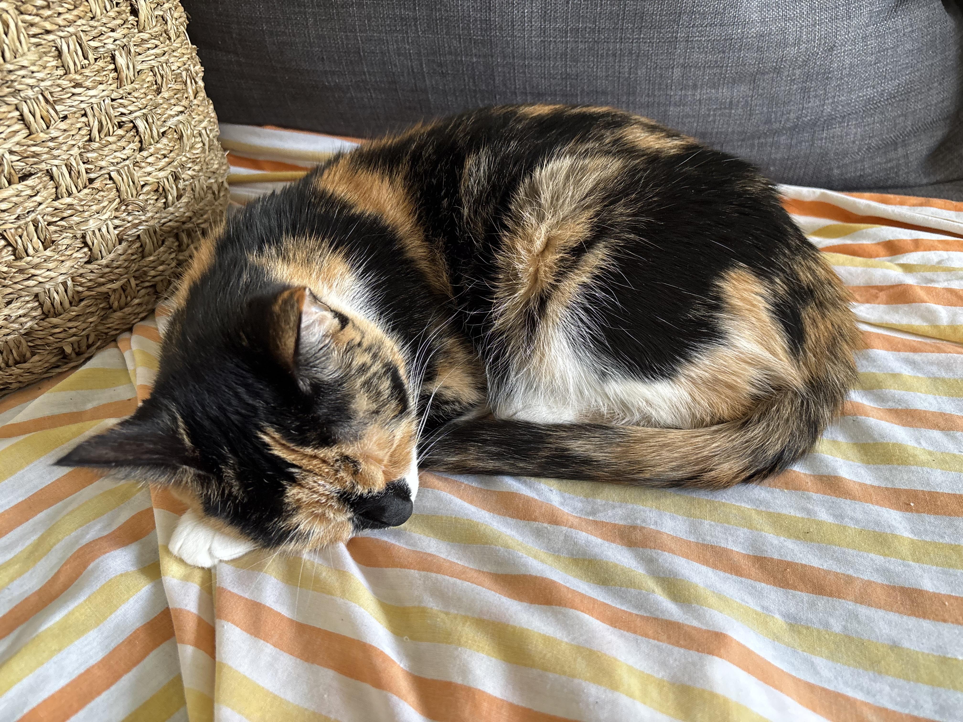 Zoey, a ADOPTABLE Domestic Short Hair in Mississauga, ON image 5/5