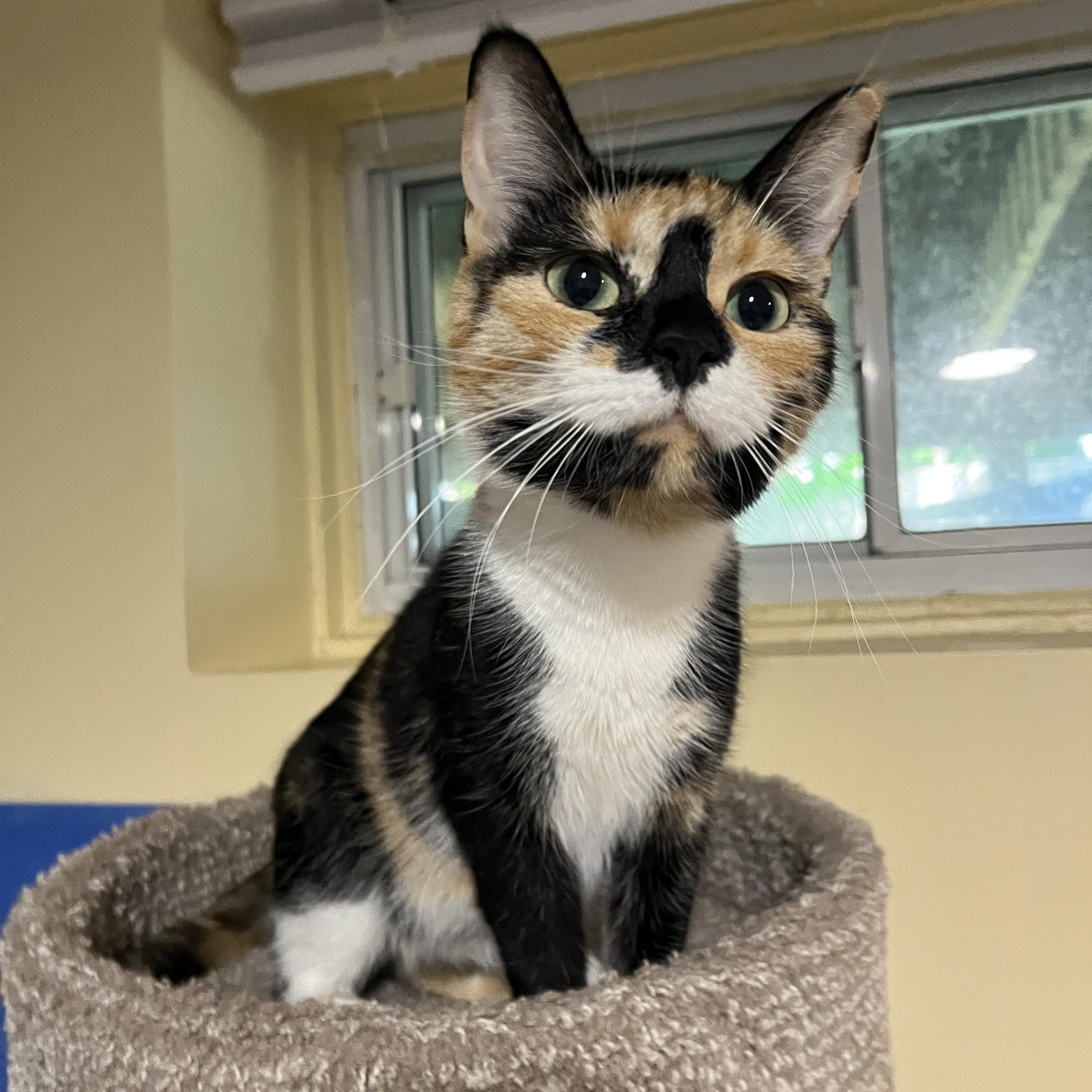 Zoey, a ADOPTABLE Domestic Short Hair in Mississauga, ON image 2/5