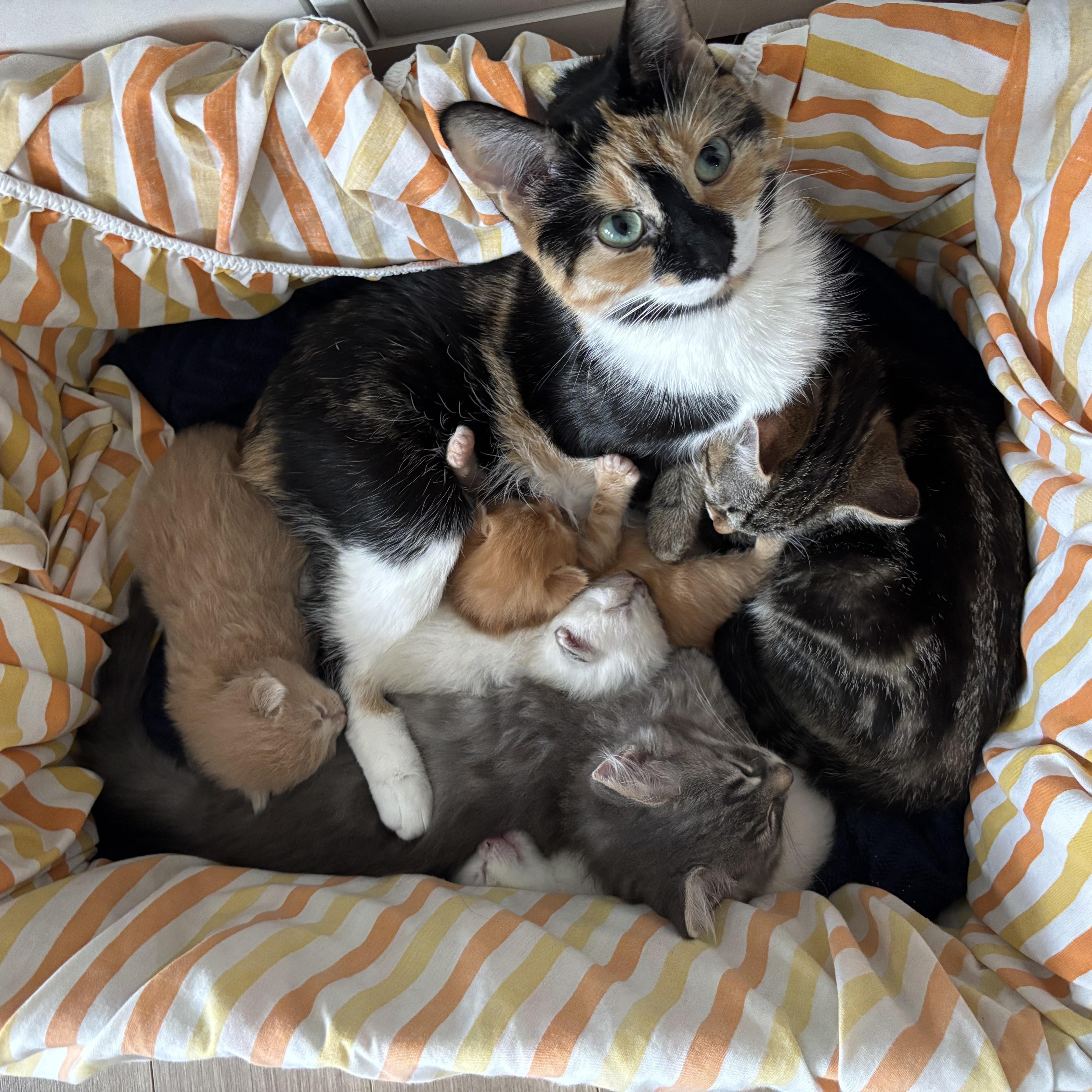 Zoey, a ADOPTABLE Domestic Short Hair in Mississauga, ON image 4/5