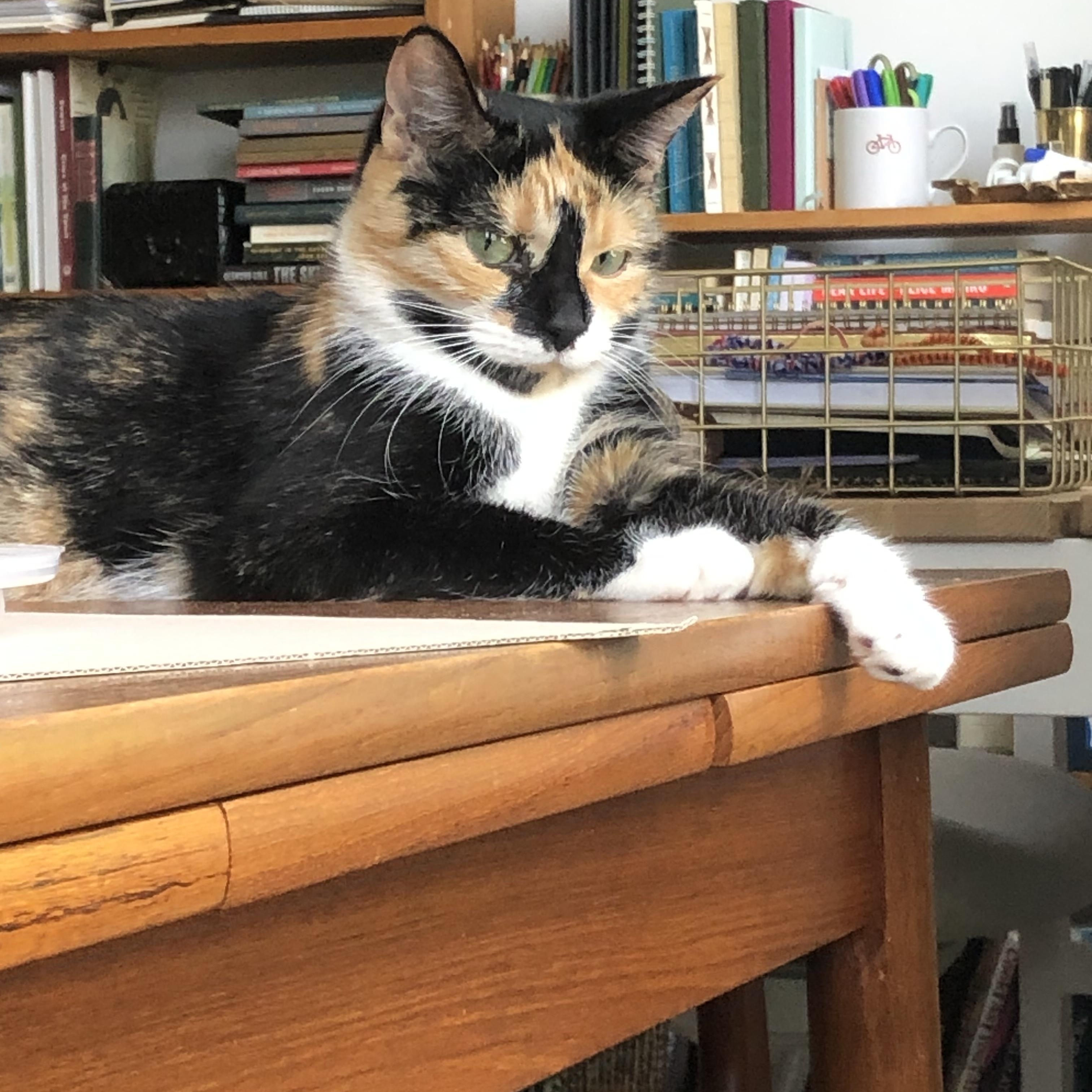Zoey, a ADOPTABLE Domestic Short Hair in Mississauga, ON image 3/5