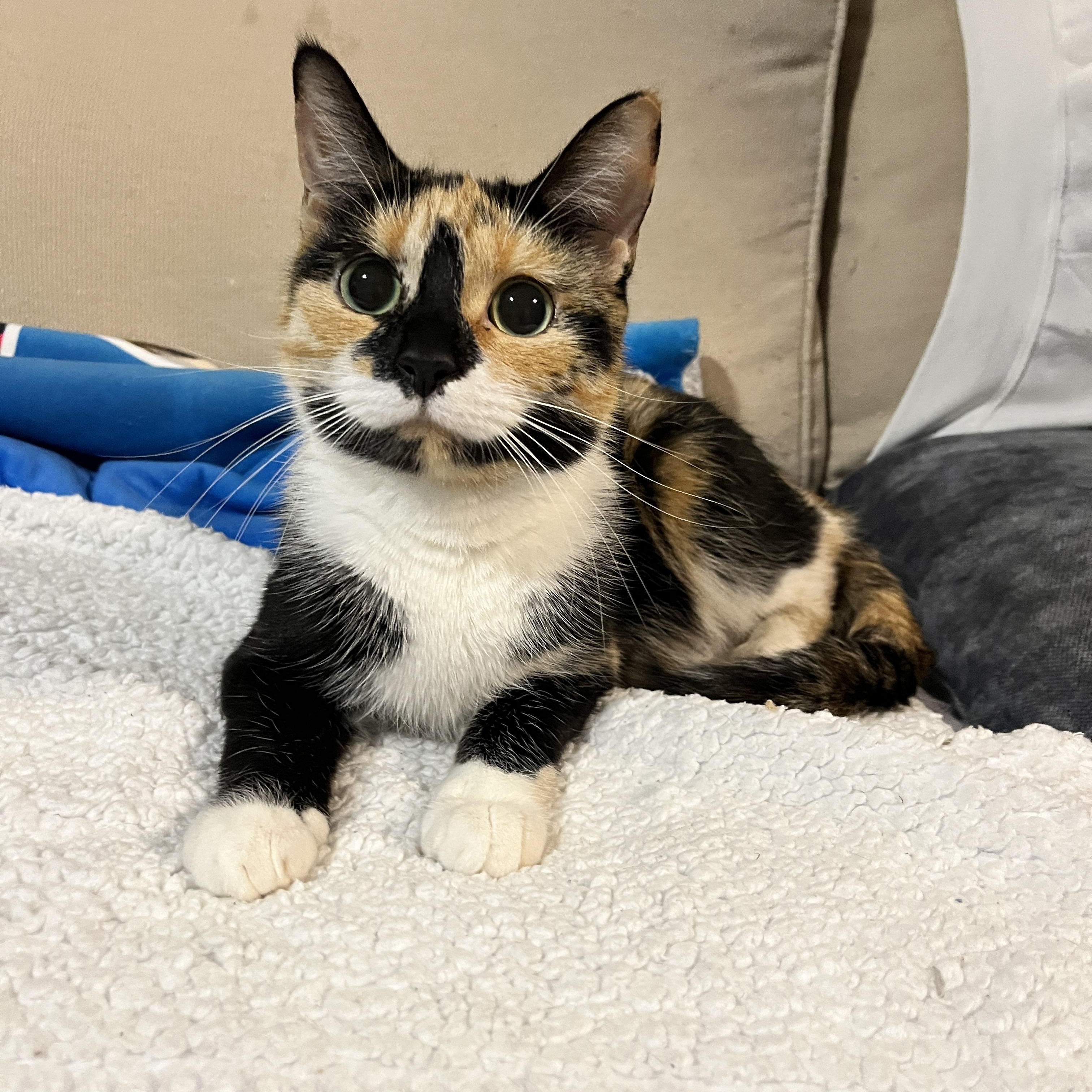 Zoey, a ADOPTABLE Domestic Short Hair in Mississauga, ON image 1/5