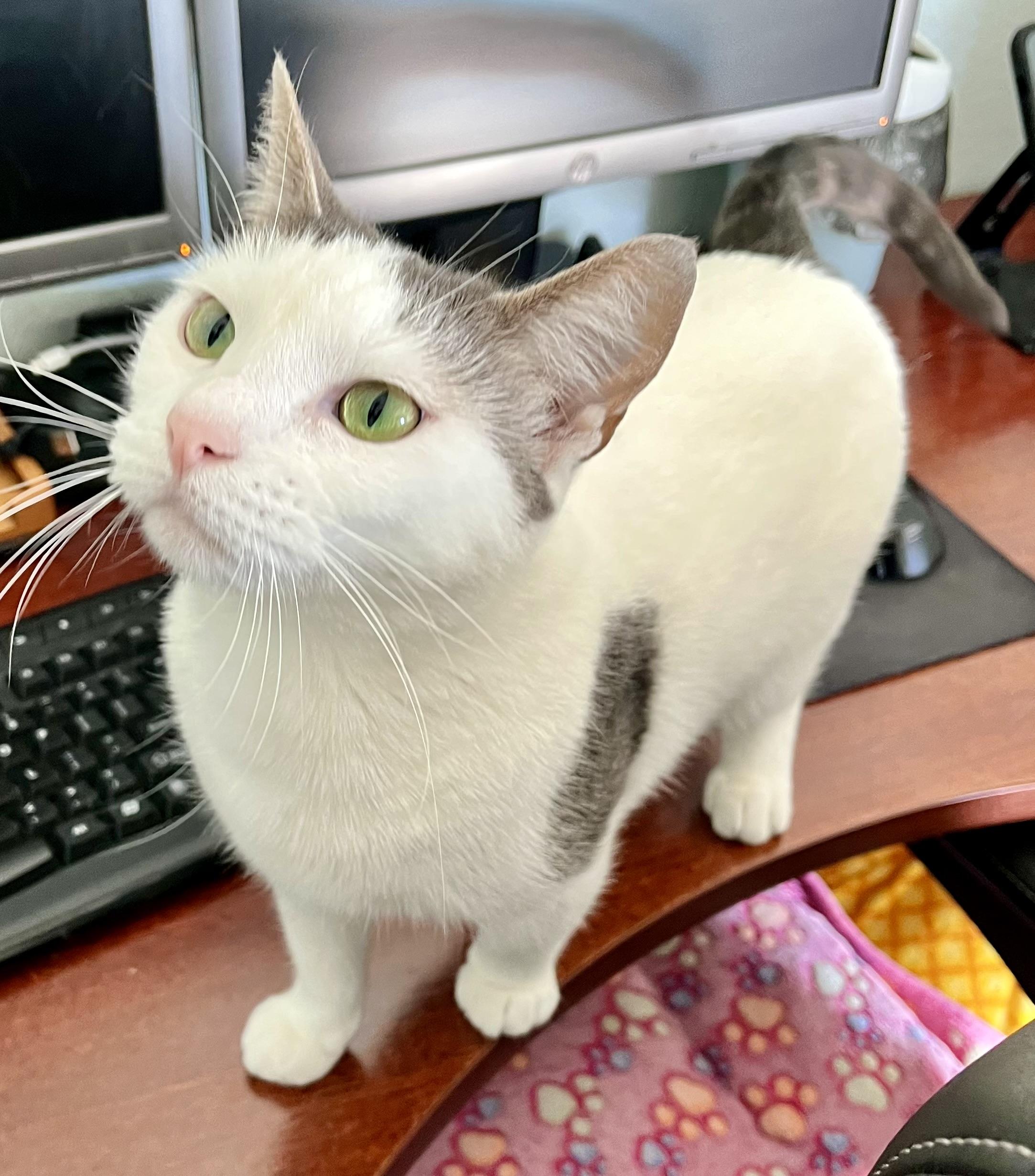 EMILY - WITH EMERALD EYES