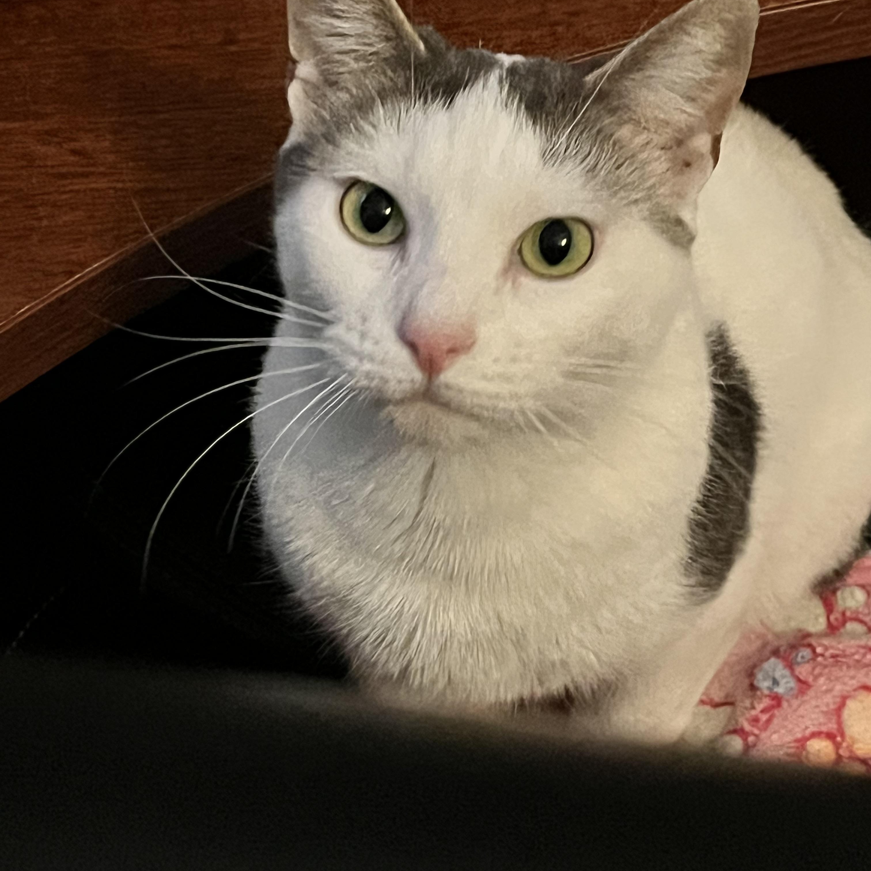 EMILY - WITH EMERALD EYES 5