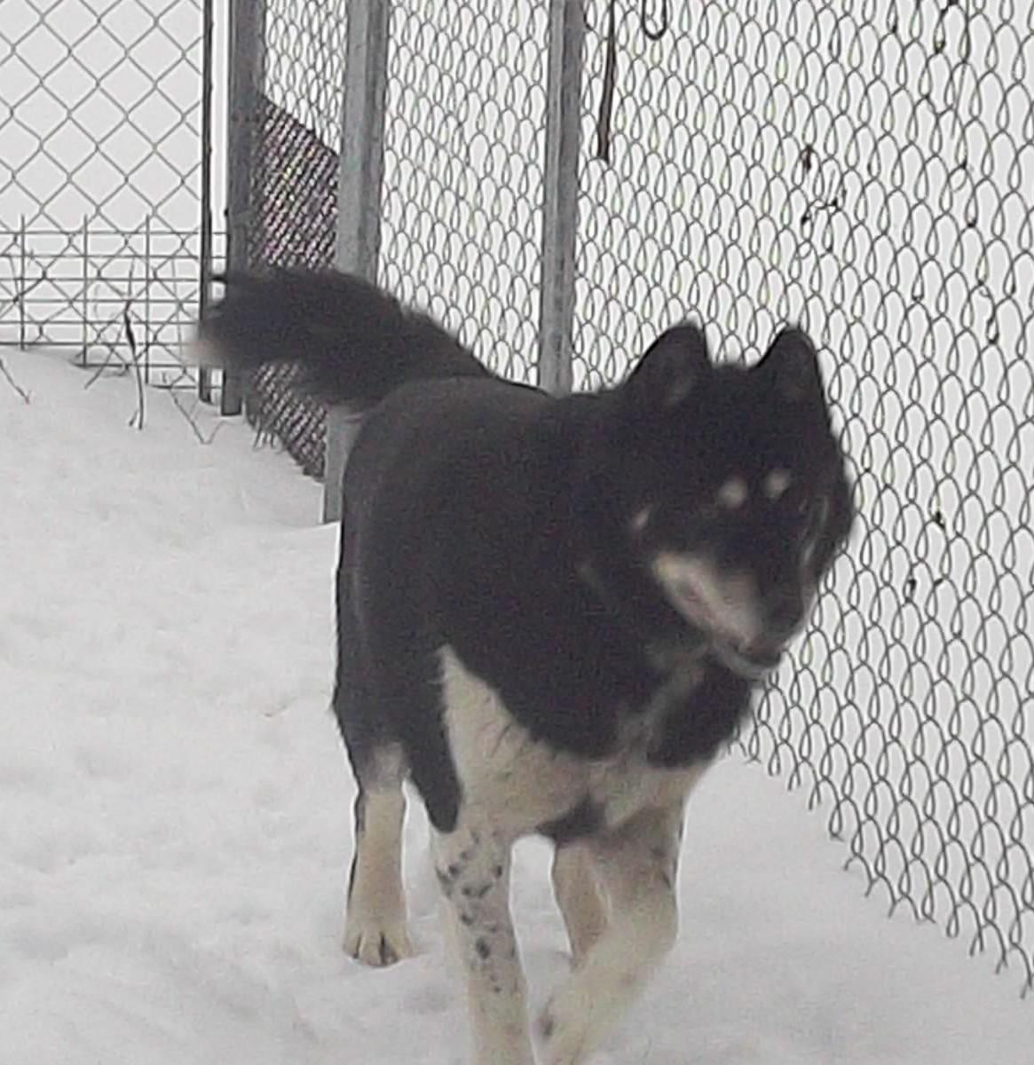 AXEL, a ADOPTABLE Husky in Reed City, MI image 4/4