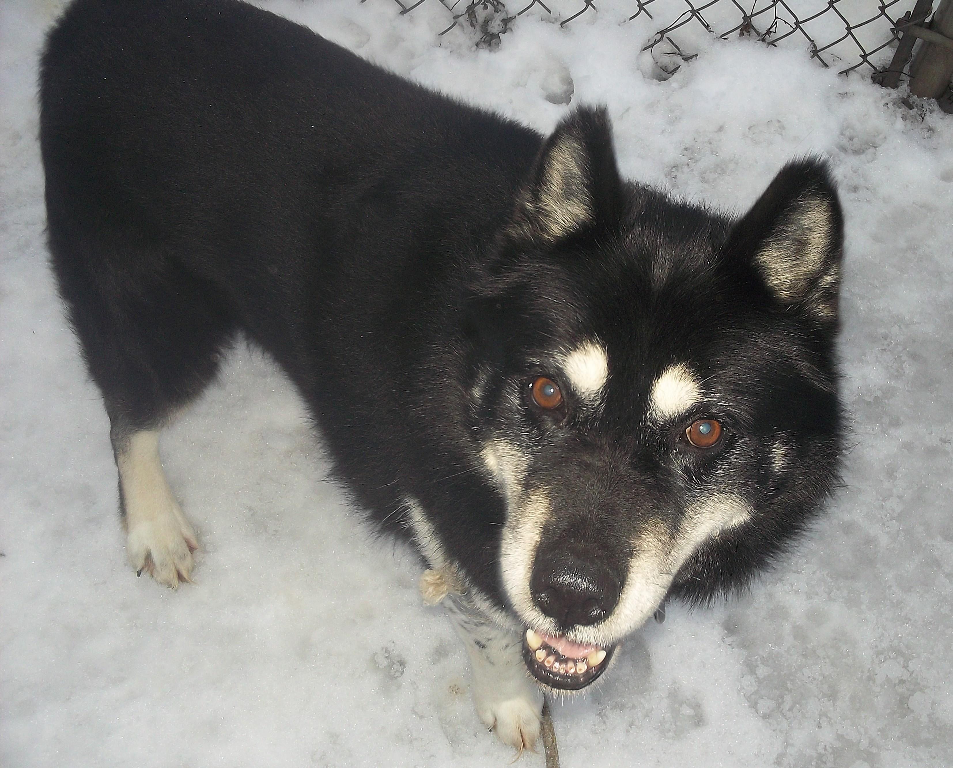 AXEL, a ADOPTABLE Husky in Reed City, MI image 3/4