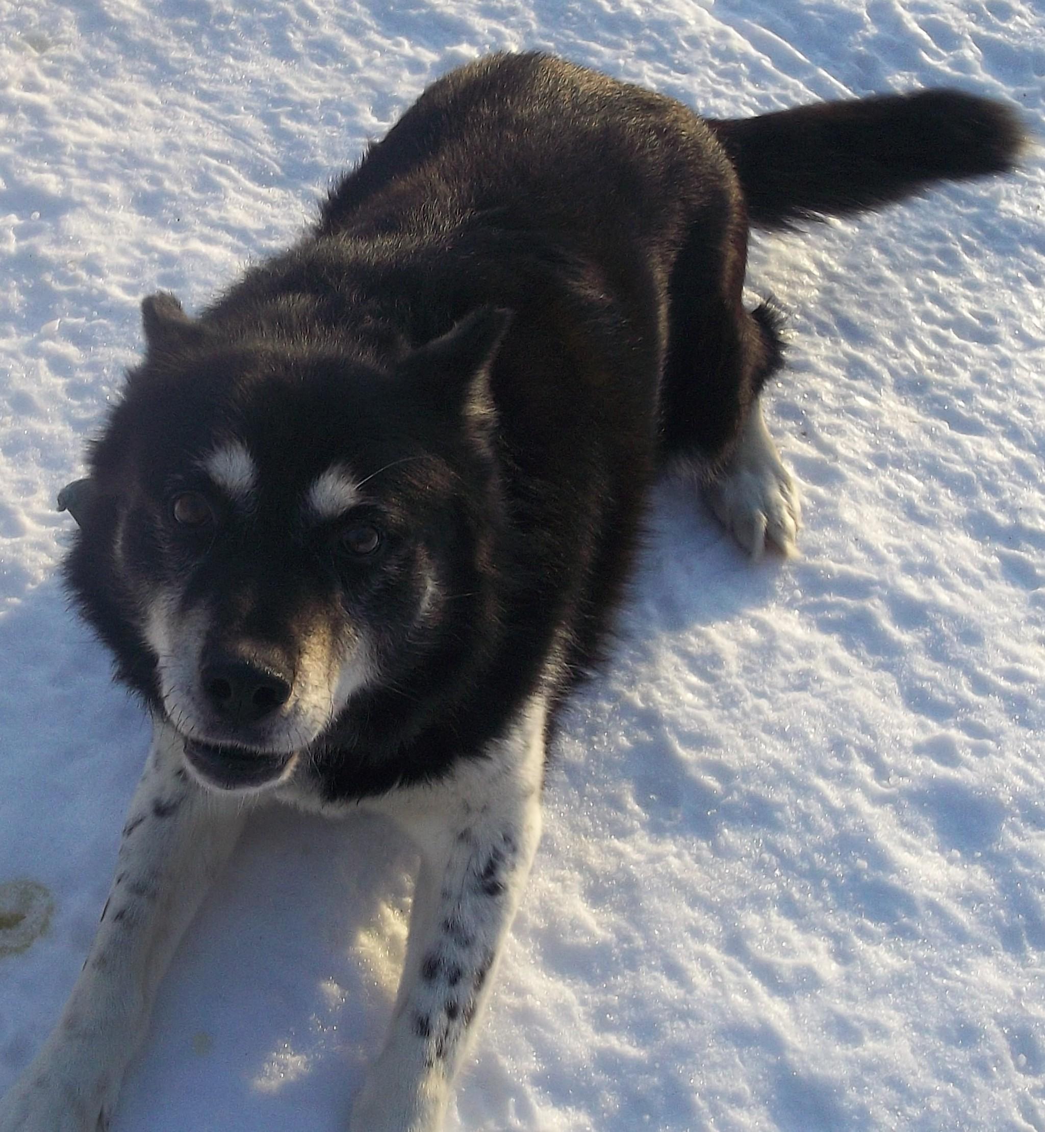 Enlarge AXEL, a ADOPTABLE Husky in Reed City, MI image 4/4