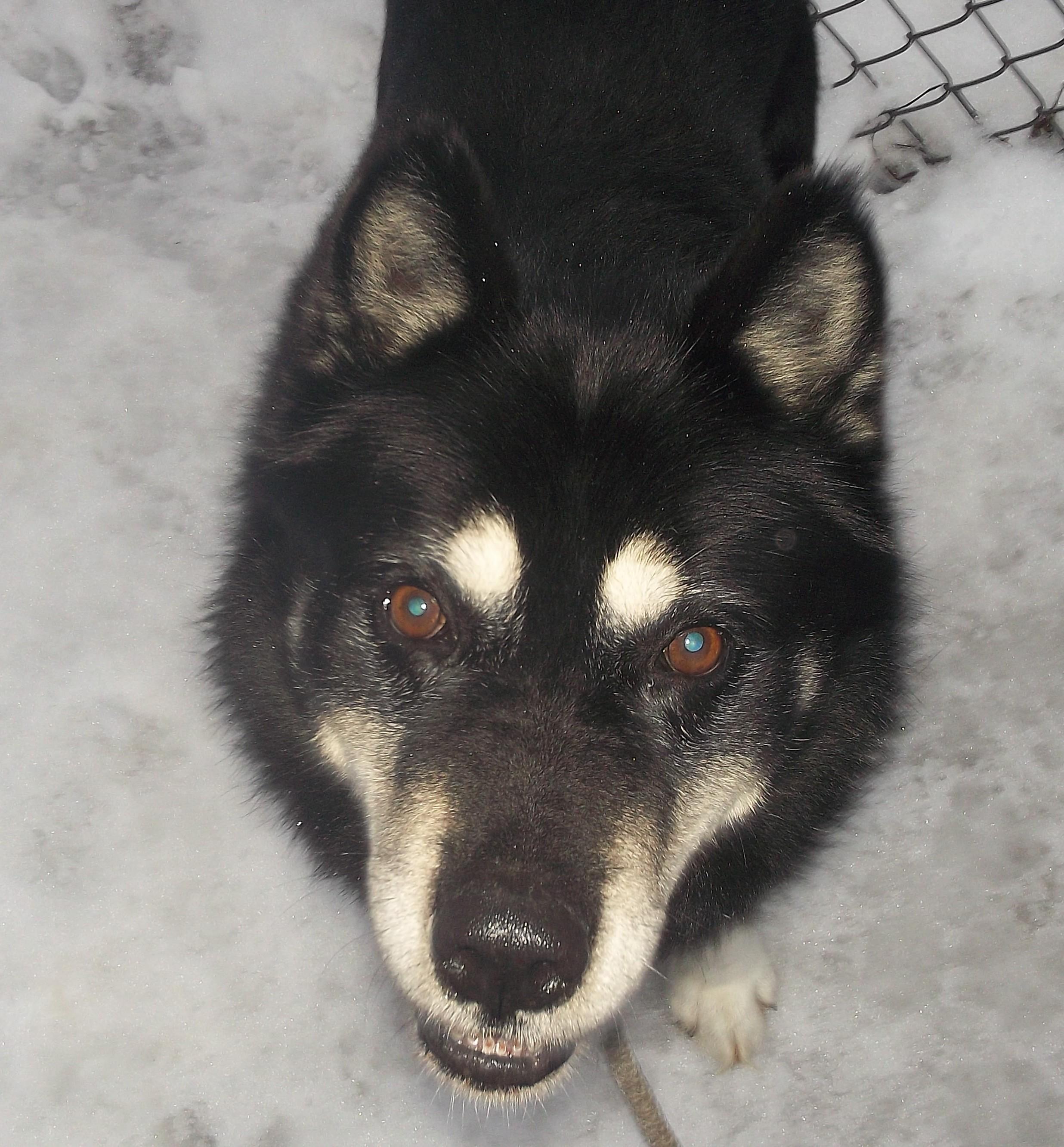 AXEL, a ADOPTABLE Husky in Reed City, MI image 1/4