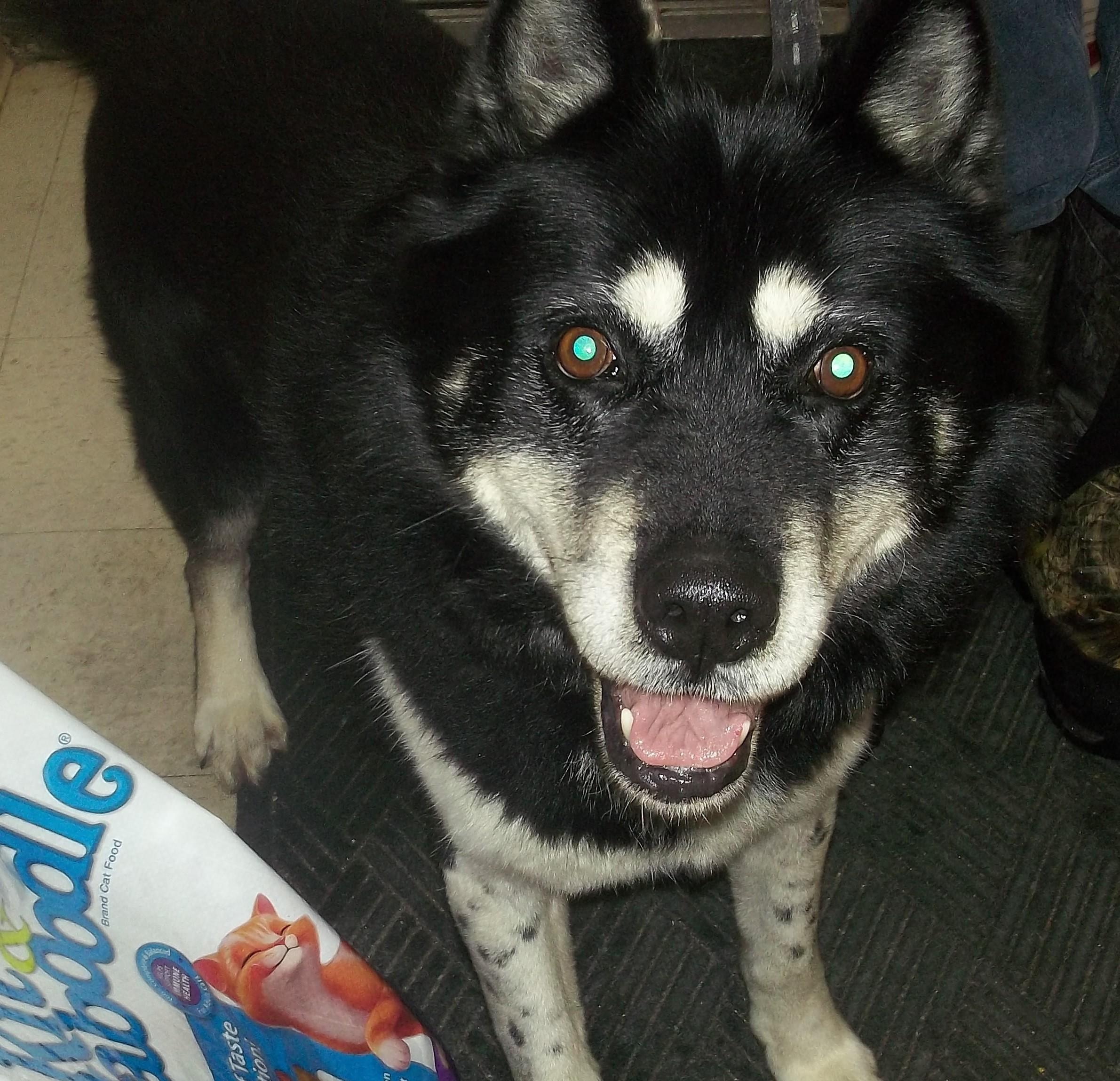 AXEL, a ADOPTABLE Husky in Reed City, MI image 2/4
