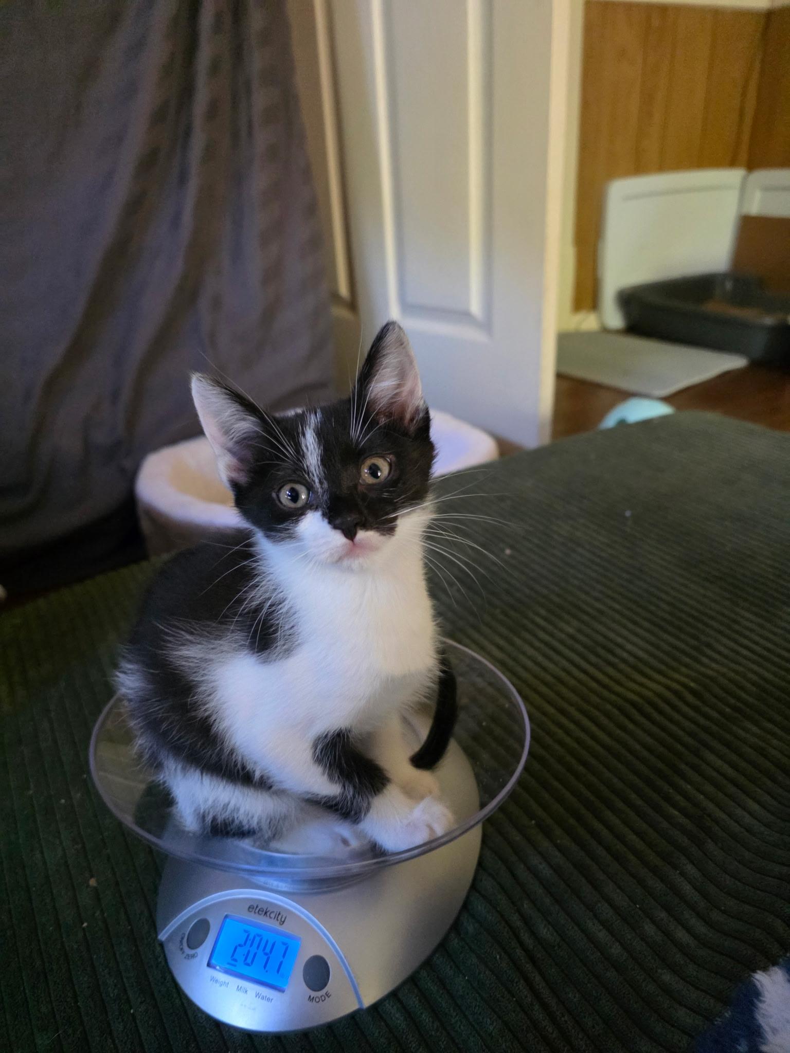 Jetsum, Adoptable, Kitten Female Domestic Short Hair.