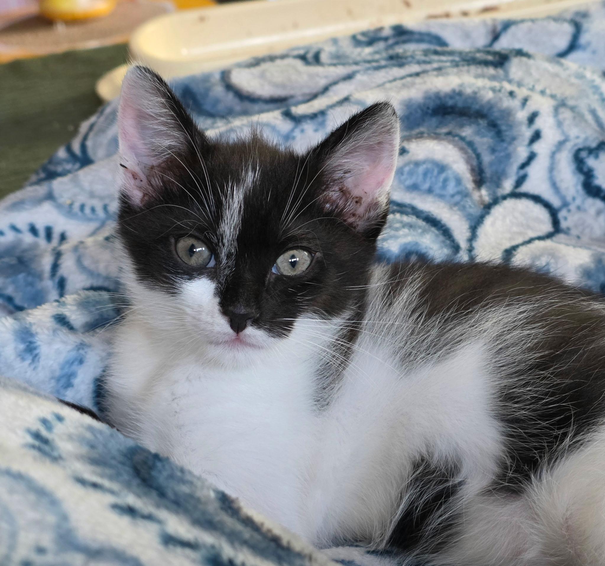 Enlarge Jetsum, a Adoptable Domestic Short Hair in Morganton, NC image 2/4