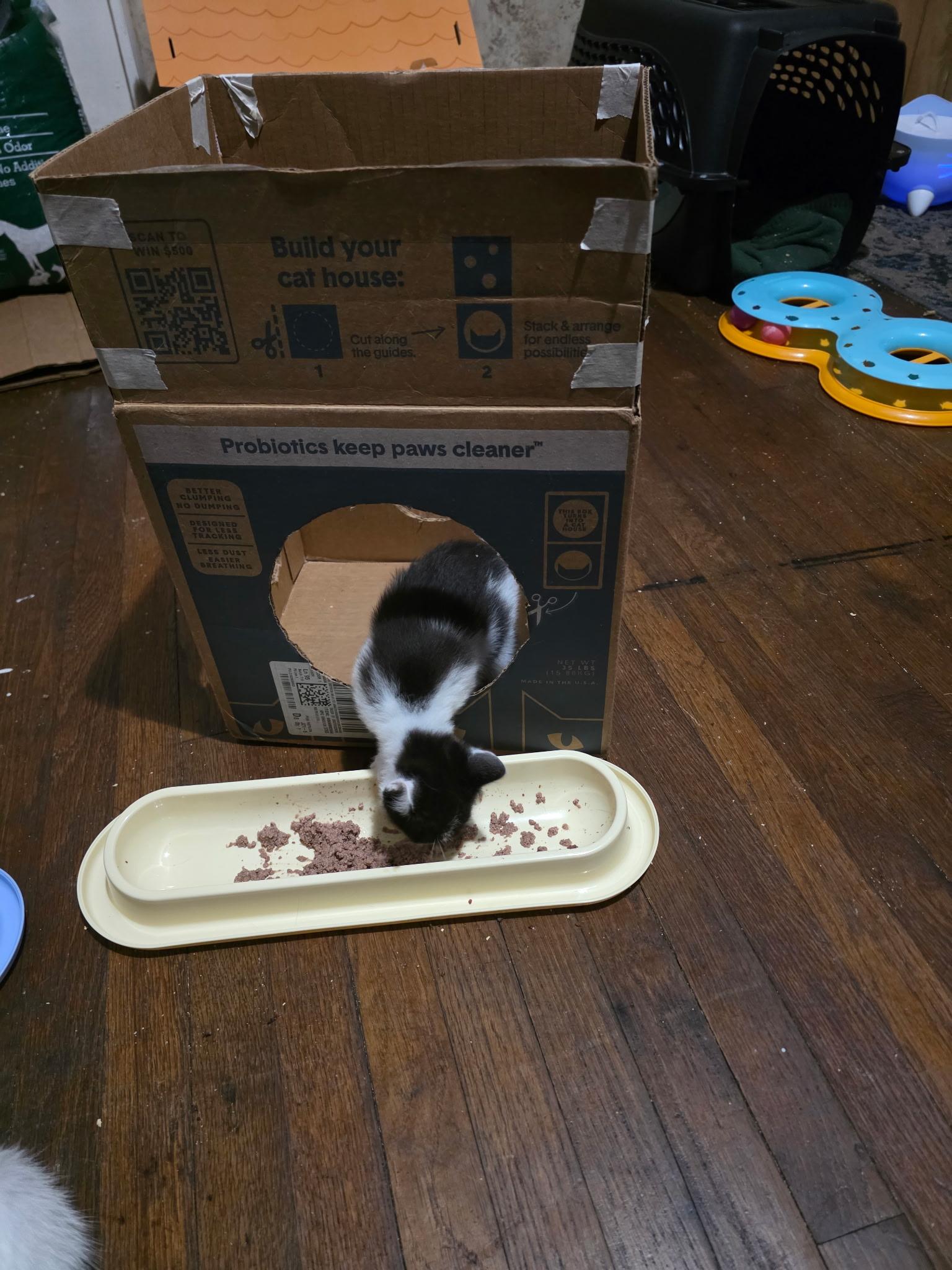 Enlarge Jetsum, a Adoptable Domestic Short Hair in Morganton, NC image 3/4