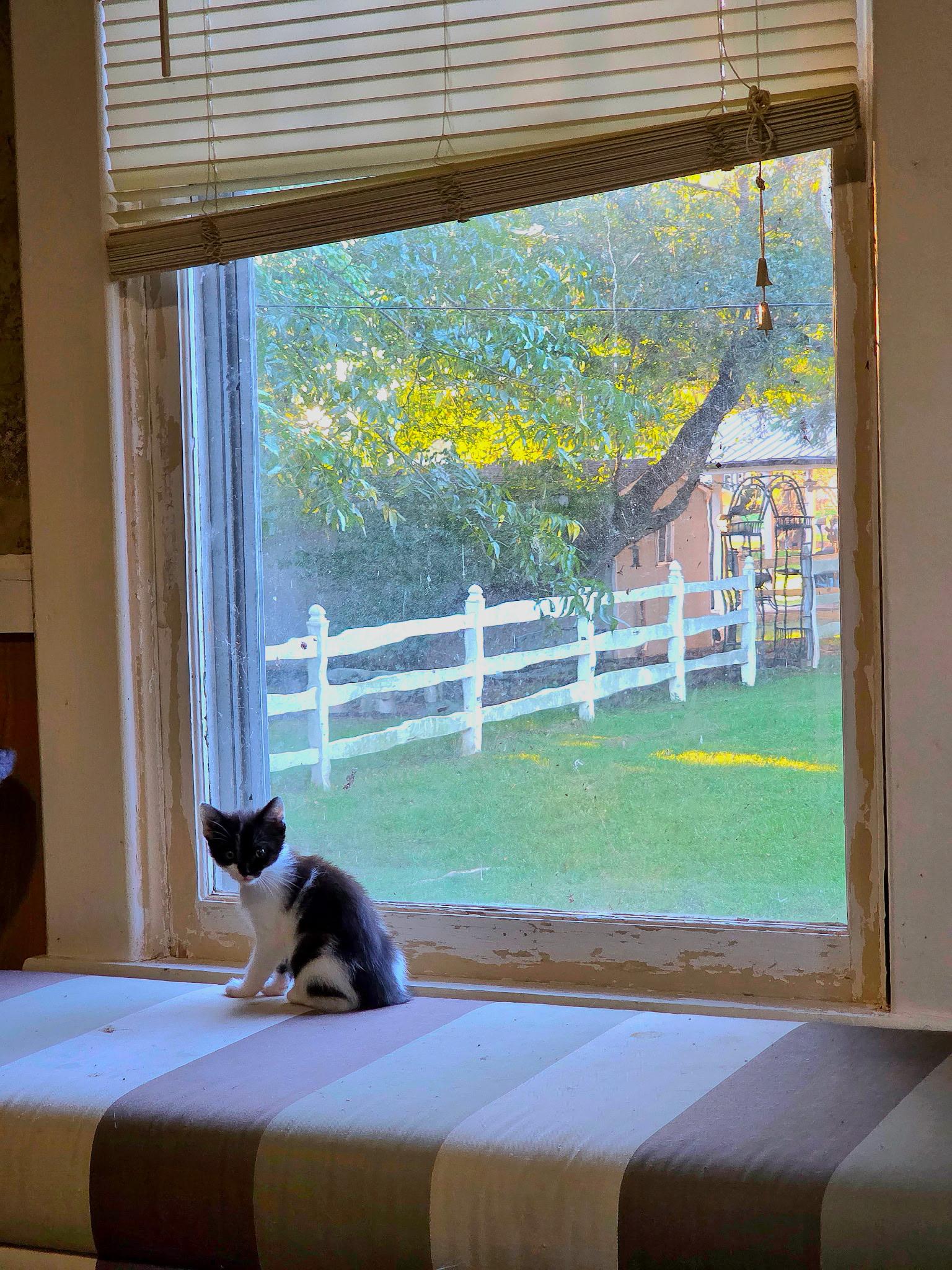 Enlarge Jetsum, a Adoptable Domestic Short Hair in Morganton, NC image 4/4