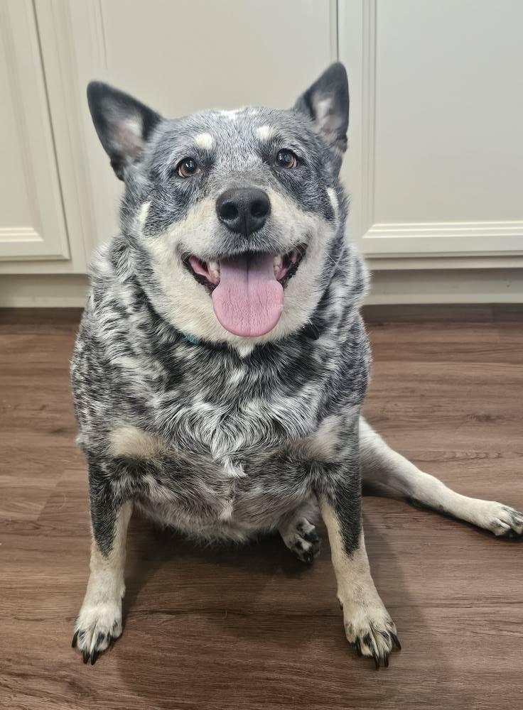 Mavis, Adoptable, Adult Female Mixed Breed.