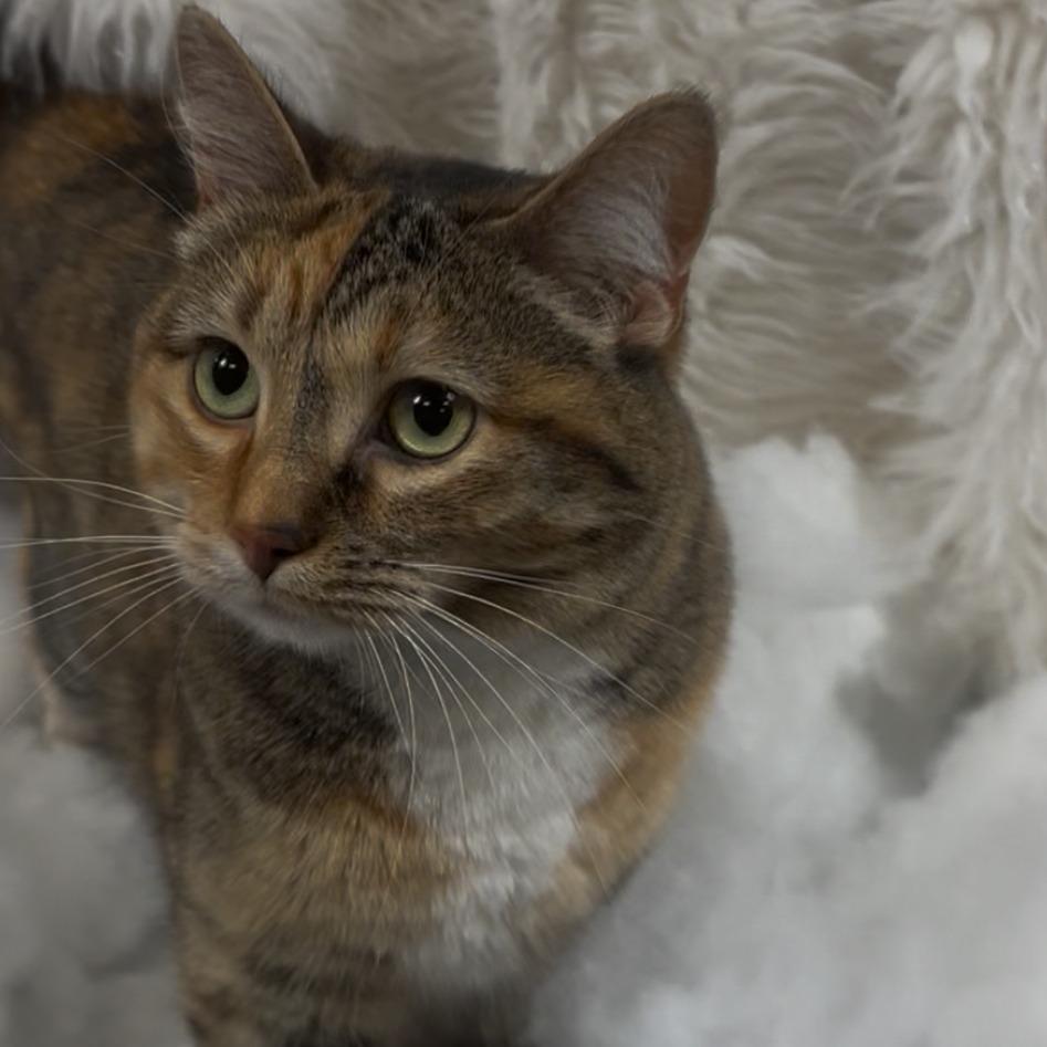 Enlarge Autumn, a Adoptable American Shorthair in Osawatomie, KS image 1/2