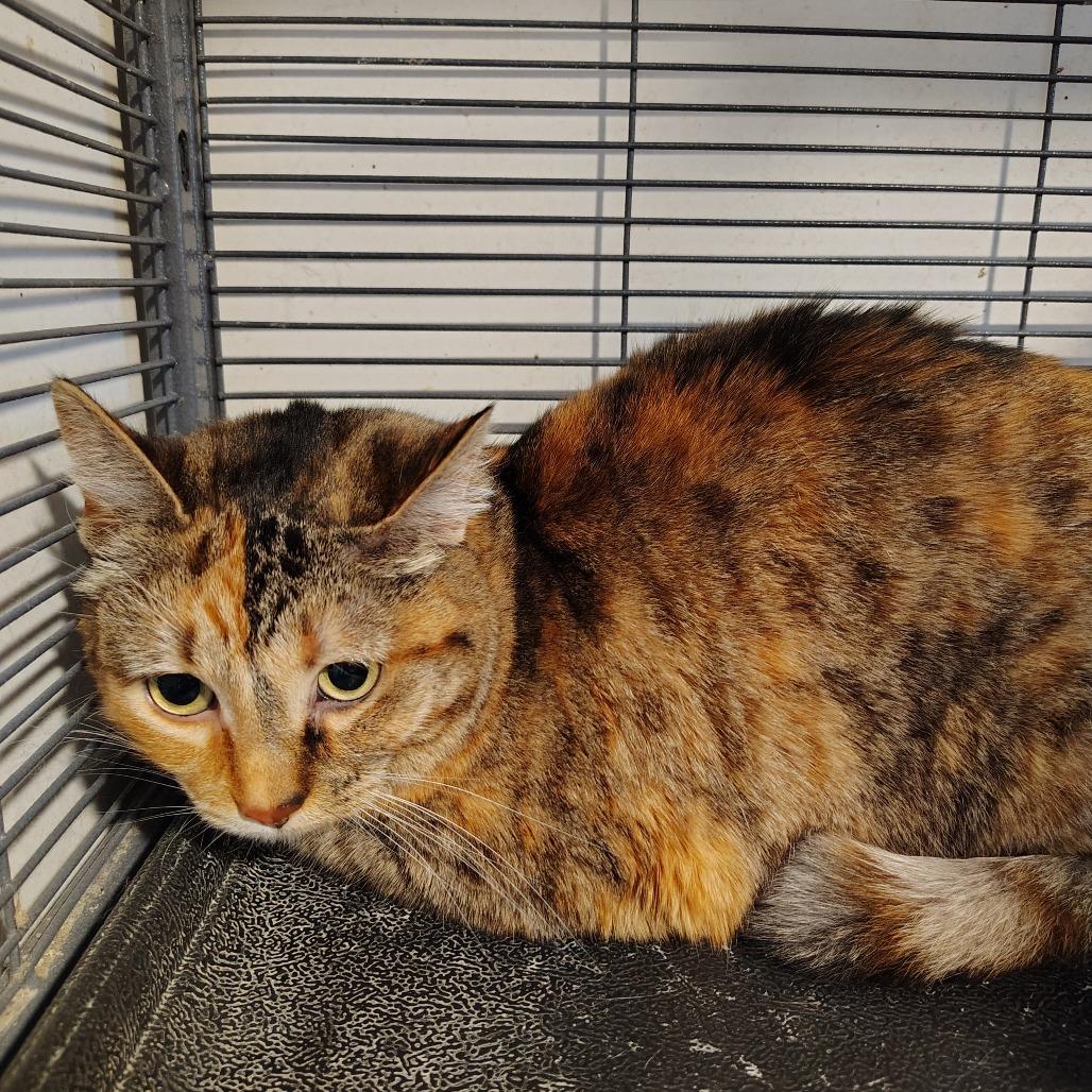 Enlarge Autumn, a Adoptable American Shorthair in Osawatomie, KS image 2/2