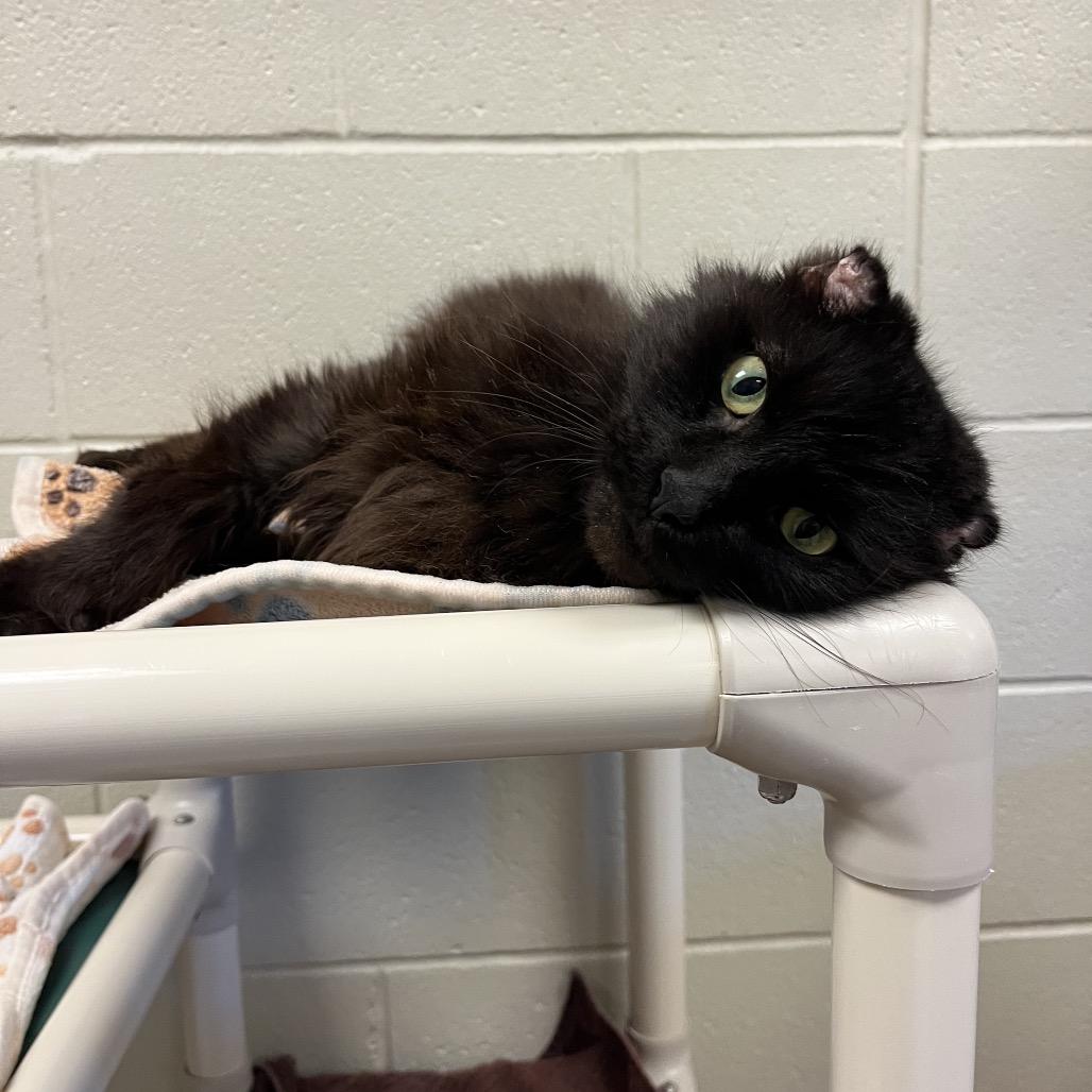 Leon: Visit me at Martin's Paw Mart!, Adoptable, Senior Male Domestic Medium Hair.