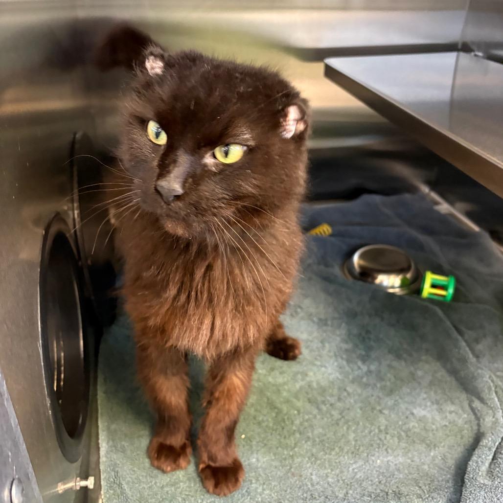 Enlarge Leon: Visit me at Martin's Paw Mart!, a Adoptable Domestic Medium Hair in Bristol, IN image 2/3