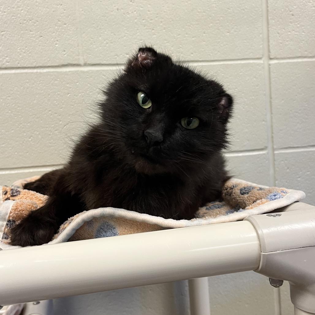Enlarge Leon: Visit me at Martin's Paw Mart!, a Adoptable Domestic Medium Hair in Bristol, IN image 3/3