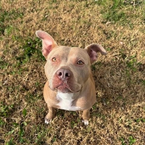 Twinkle, Adoptable, Adult Female Pit Bull Terrier.