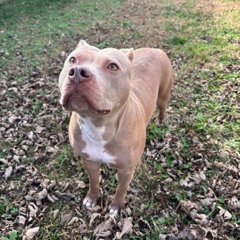 Twinkle, a Adoptable mixed breed in Fayetteville, AR image 2/4