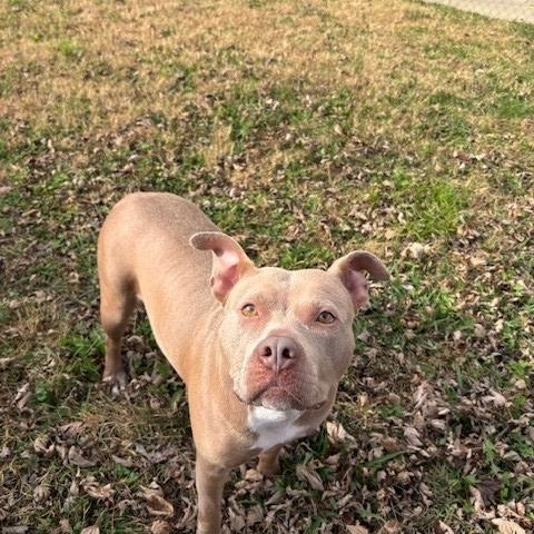 Twinkle, a Adoptable mixed breed in Fayetteville, AR image 3/4