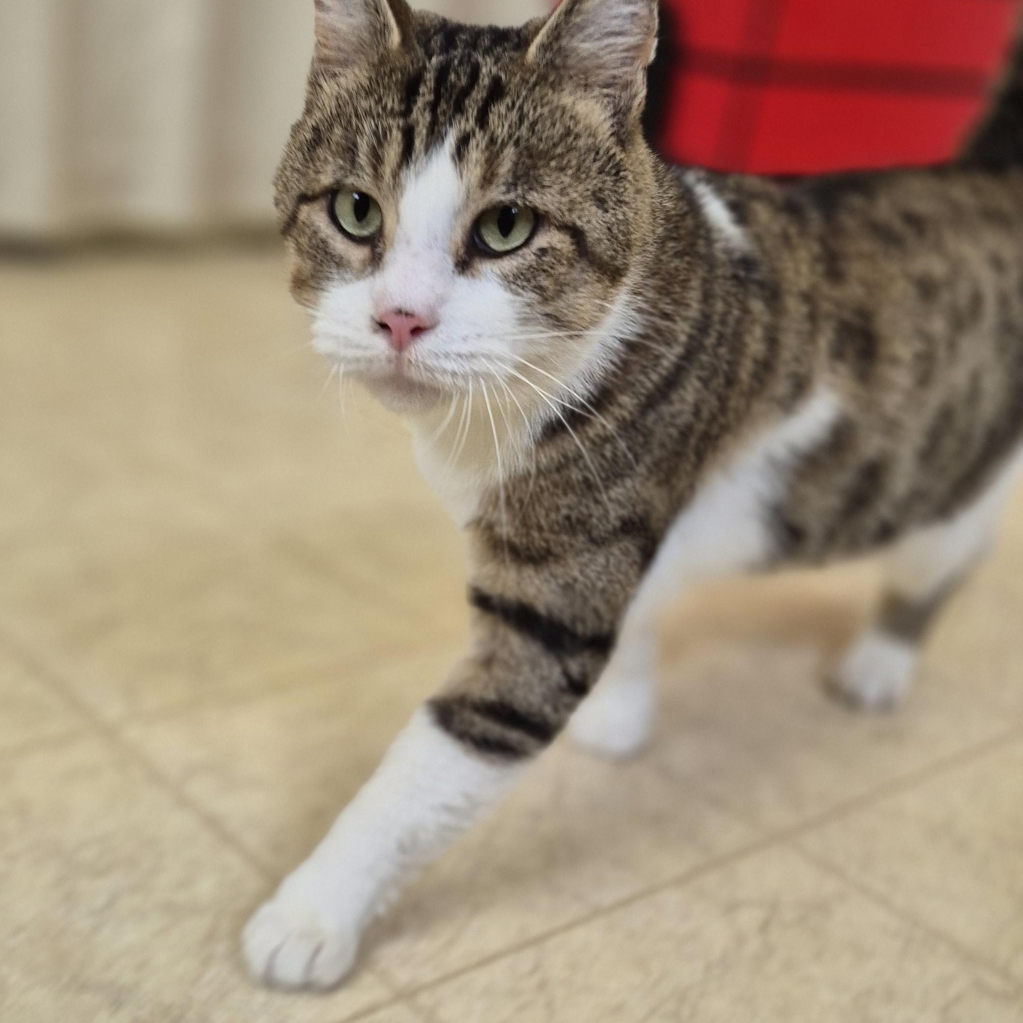 Kee, ADOPTABLE, Adult Male Tabby.