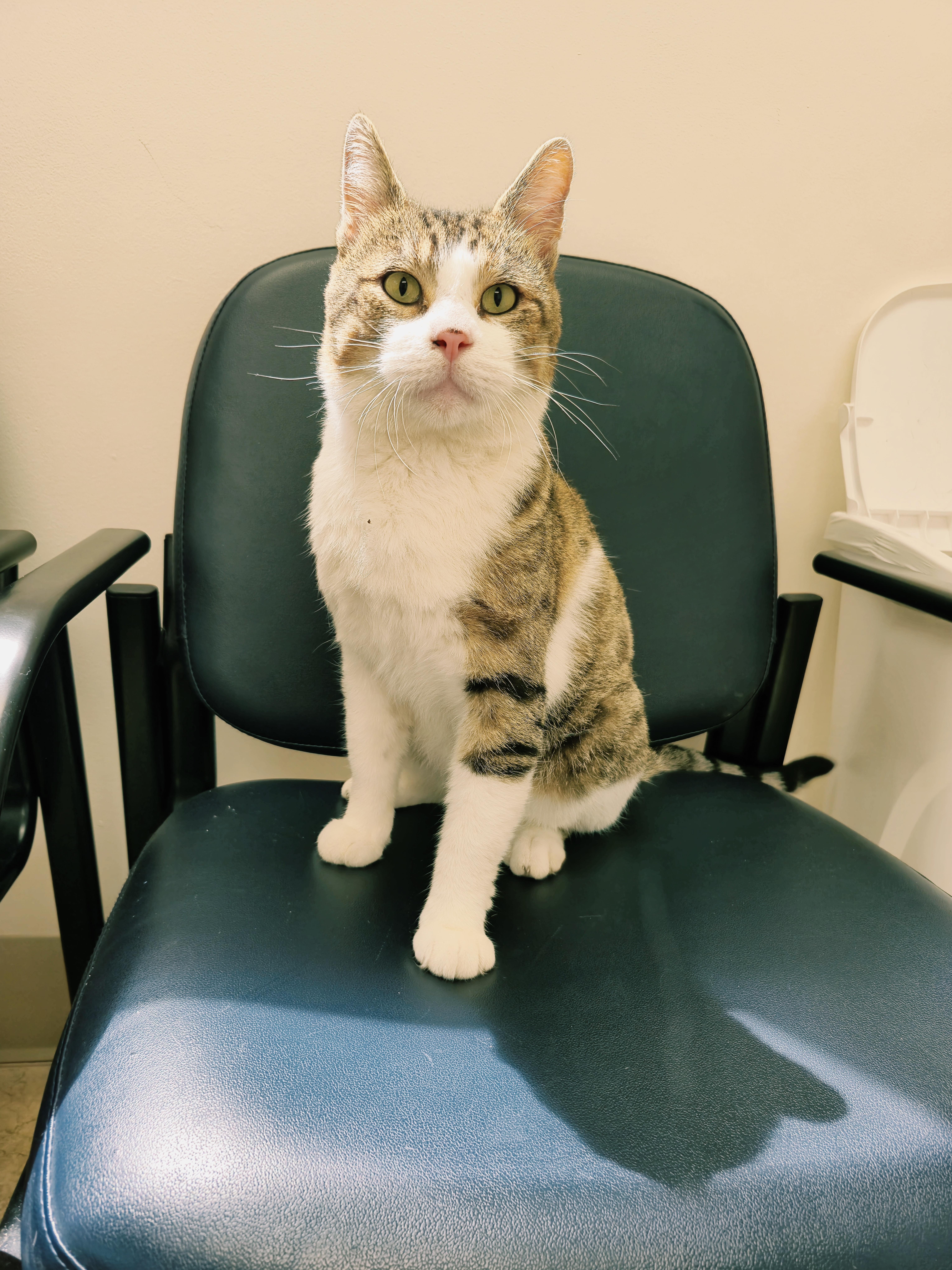 Kee, a ADOPTABLE Tabby in Bluffton, IN image 2/2