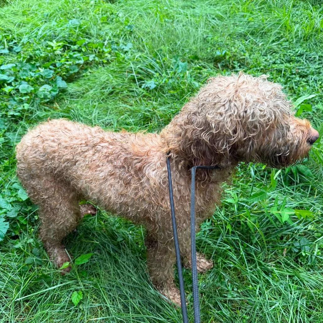 Doralee, Adoptable, Young Female Standard Poodle.