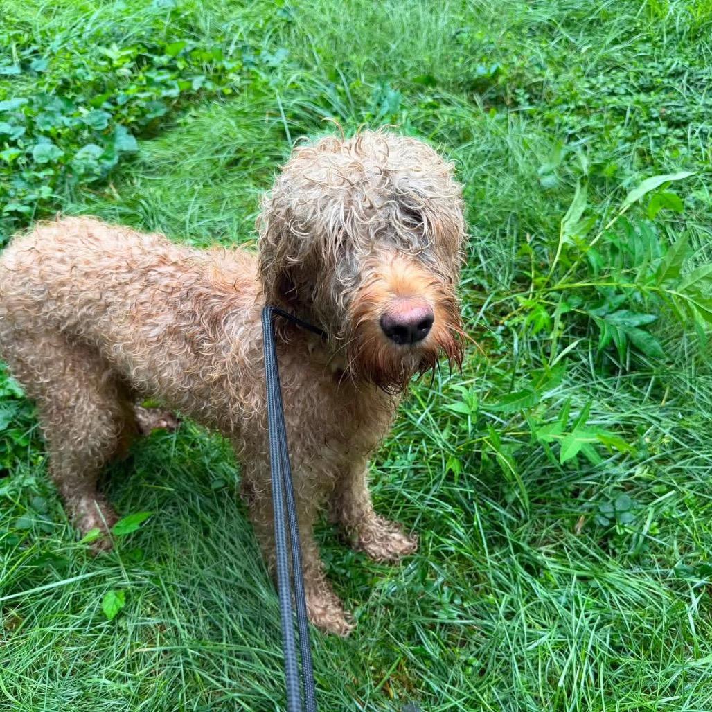 Enlarge Doralee, a Adoptable Standard Poodle in West Chester, PA image 3/4
