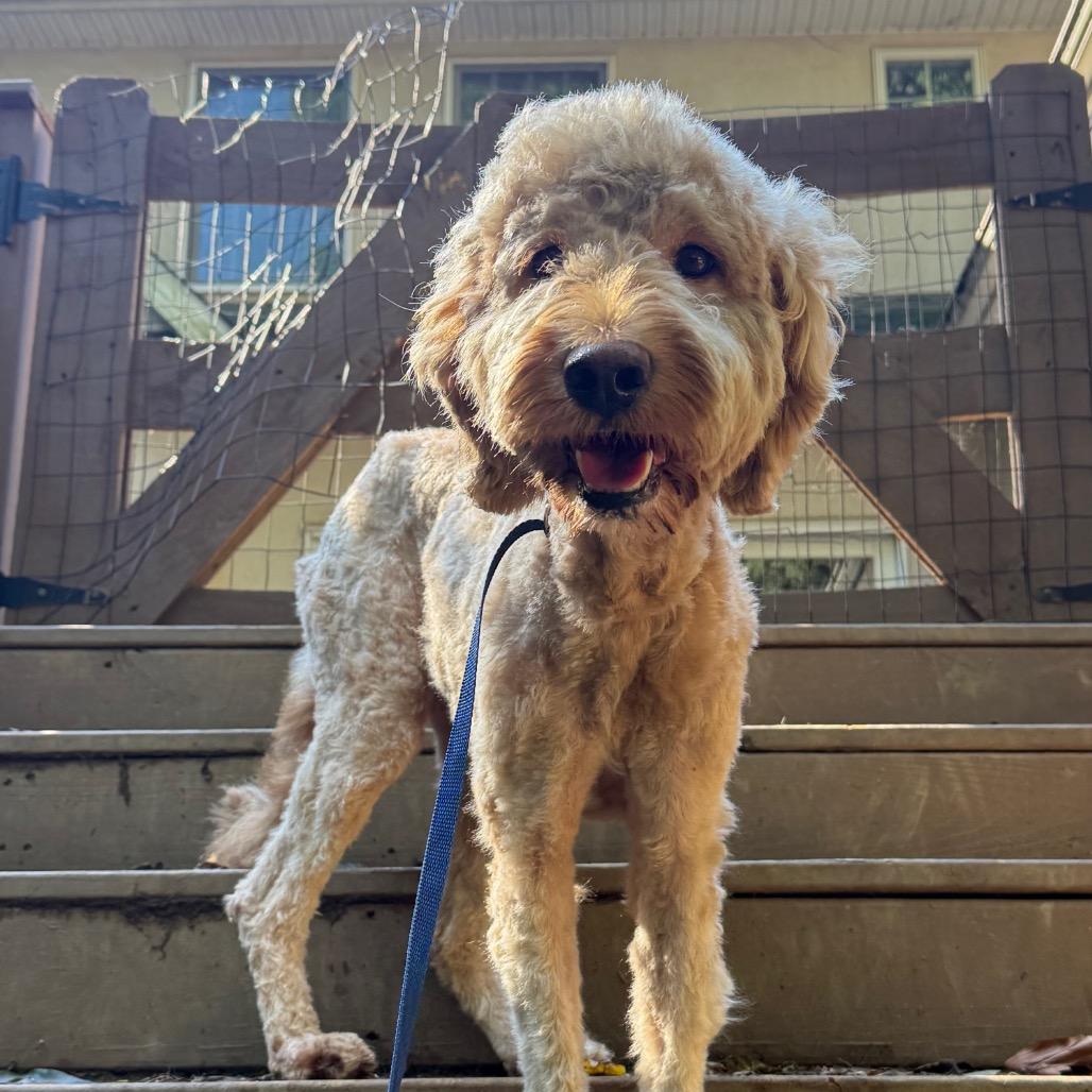 Enlarge Doralee, a Adoptable Standard Poodle in West Chester, PA image 4/4