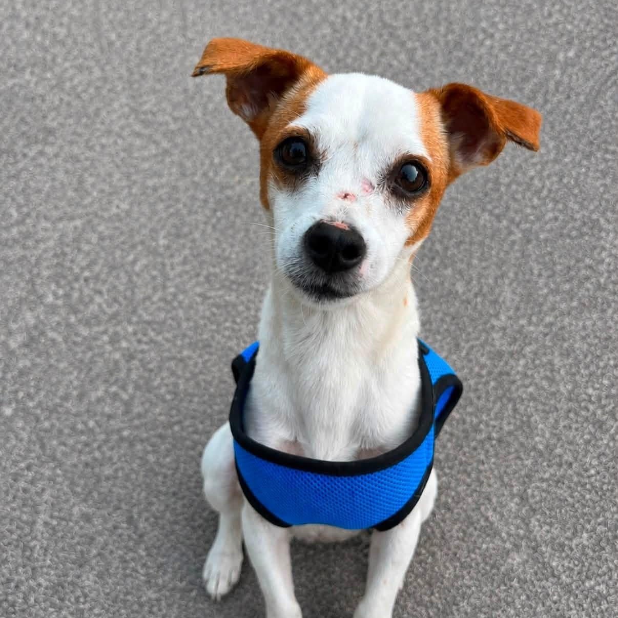 Milo, a Adoptable mixed breed in Elkton, MD image 1/4