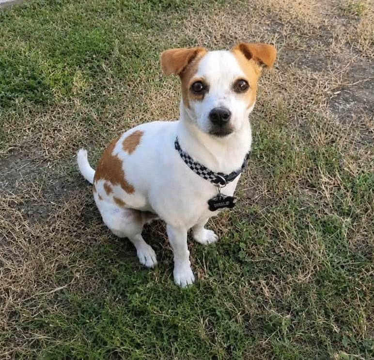 Milo, a Adoptable mixed breed in Elkton, MD image 4/4