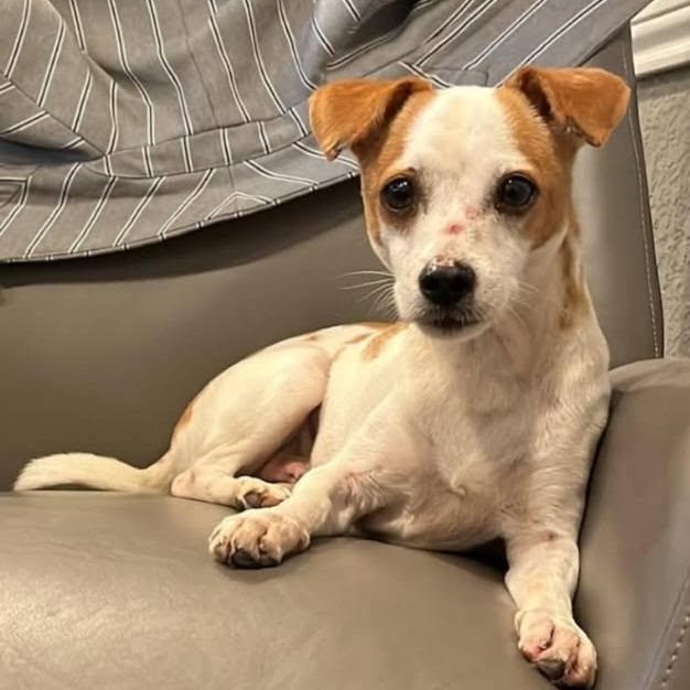 Milo, a Adoptable mixed breed in Elkton, MD image 2/4