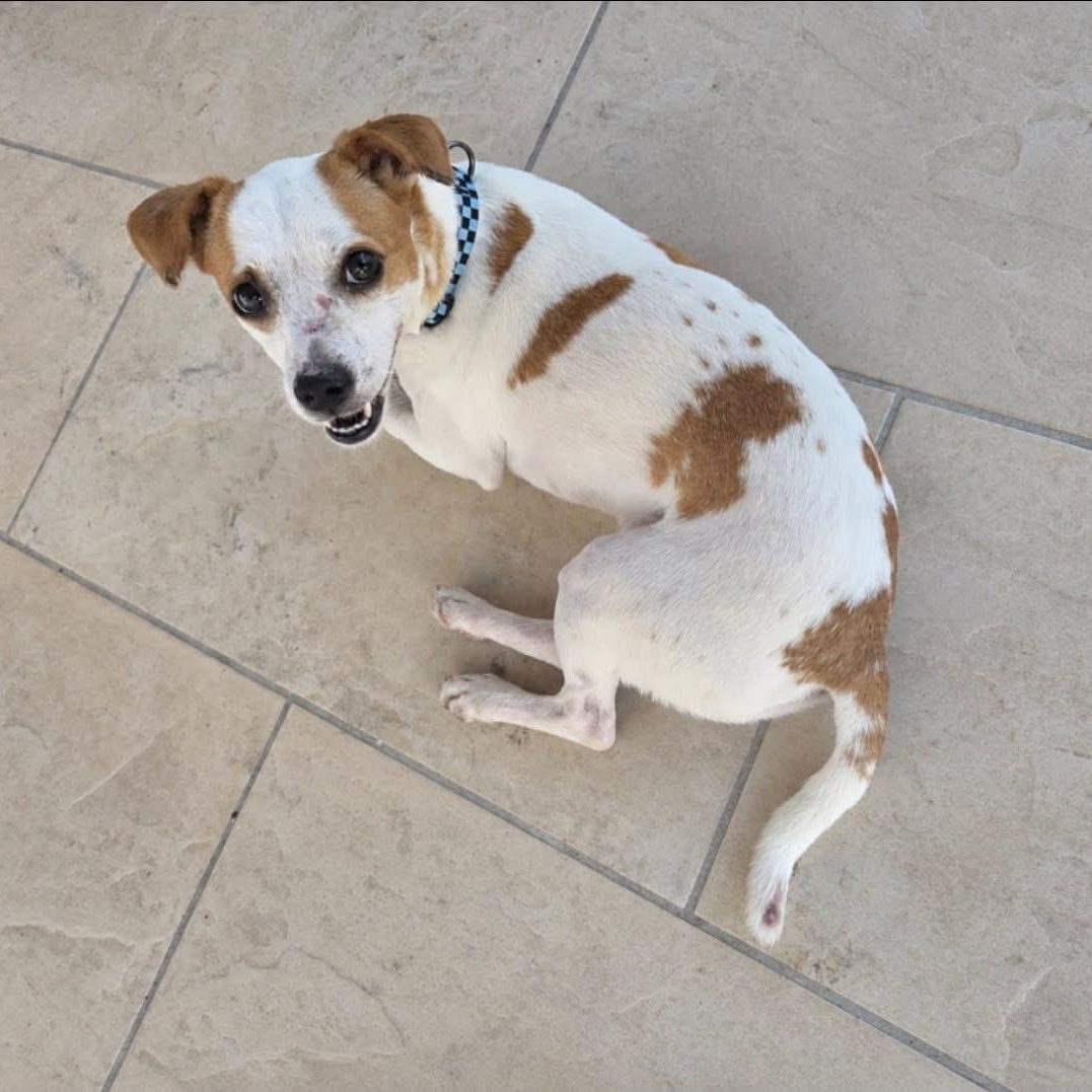 Milo, a Adoptable mixed breed in Elkton, MD image 3/4