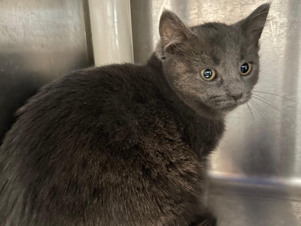 Mia2 Ali, Adoptable, Kitten Female Domestic Medium Hair.