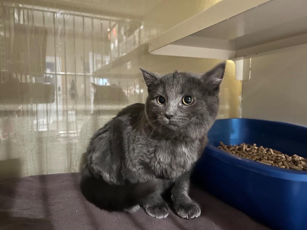 Mia2 Ali, Adoptable, Kitten Female Domestic Medium Hair.