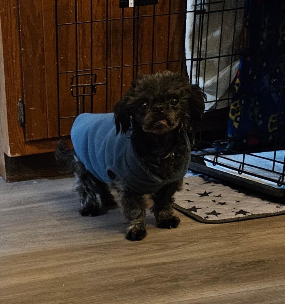 Enlarge Gabriel, a Adoptable Shih Tzu in Valparaiso, IN image 1/1