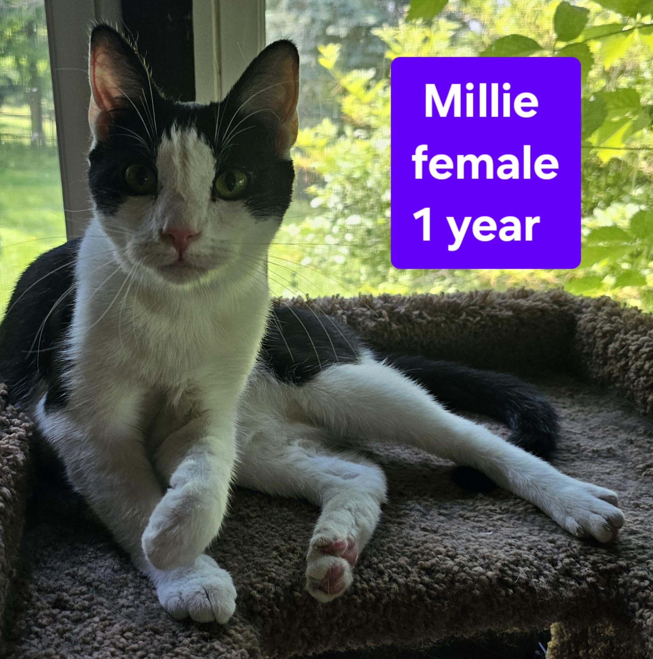 Millie, a Adoptable Domestic Short Hair in Greensburg, PA image 1/3