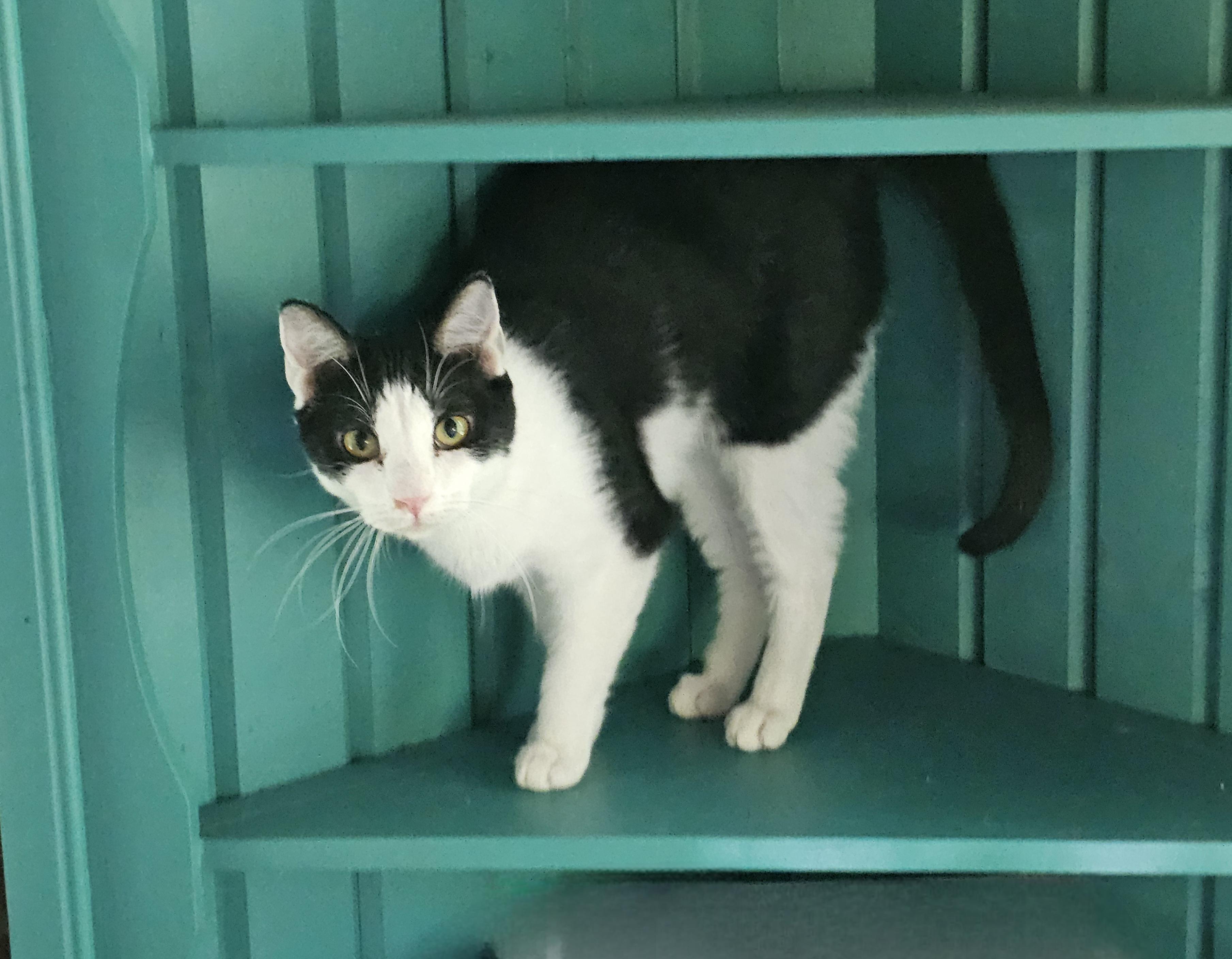 Millie, a Adoptable Domestic Short Hair in Greensburg, PA image 2/3