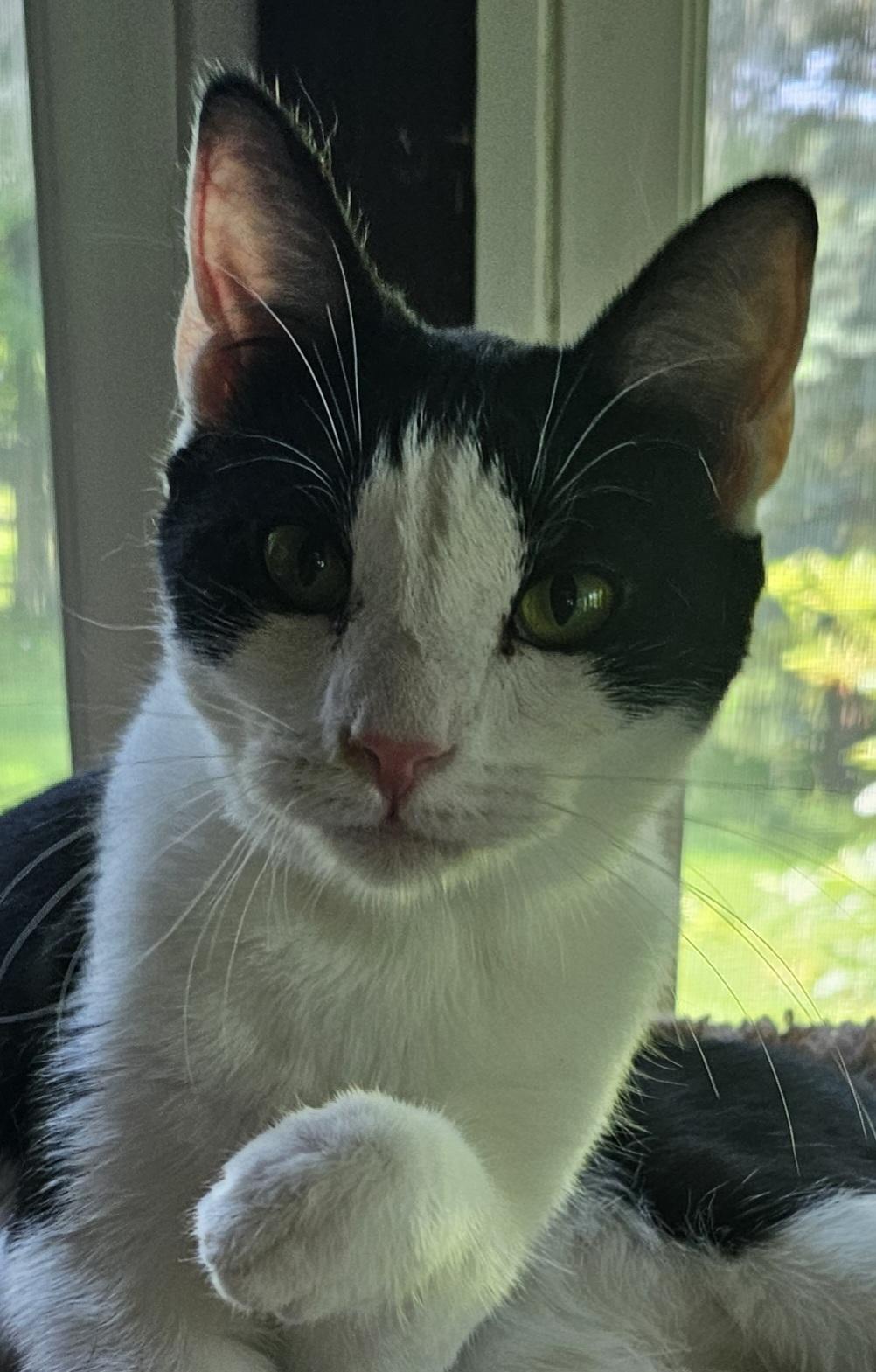 Millie, a Adoptable Domestic Short Hair in Greensburg, PA image 3/3