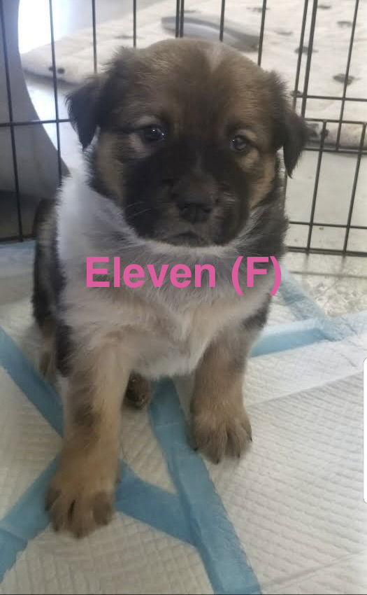 Eleven, Adoptable, Puppy Female Chow Chow & Great Pyrenees.