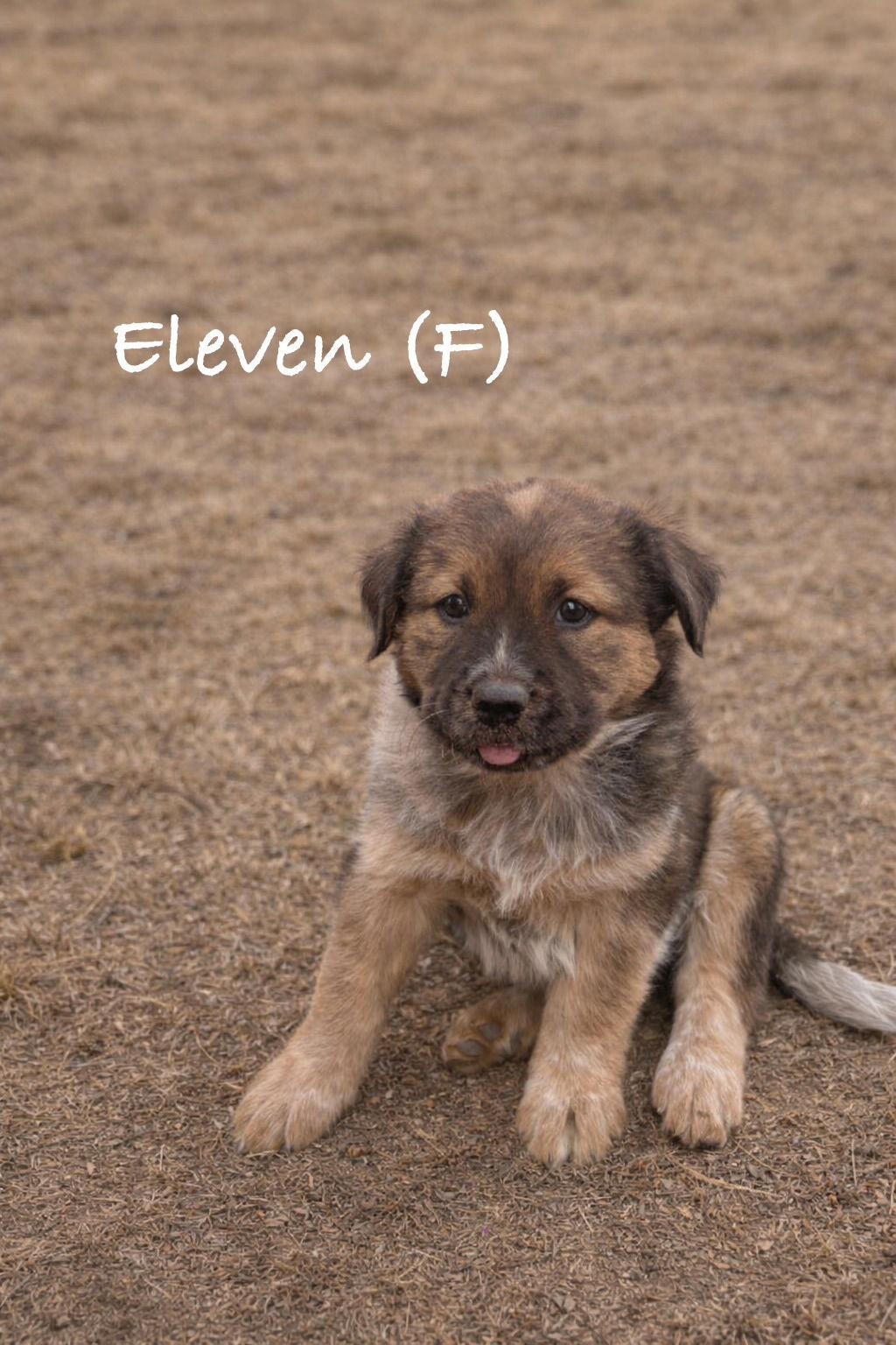 Enlarge Eleven, a Adoptable mixed breed in Winter Park, CO image 2/2