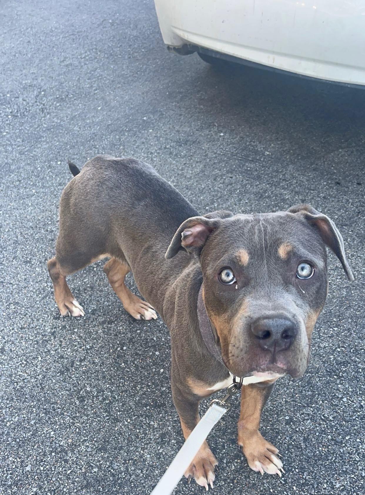 Monkey, Adoptable, Young Male Terrier.