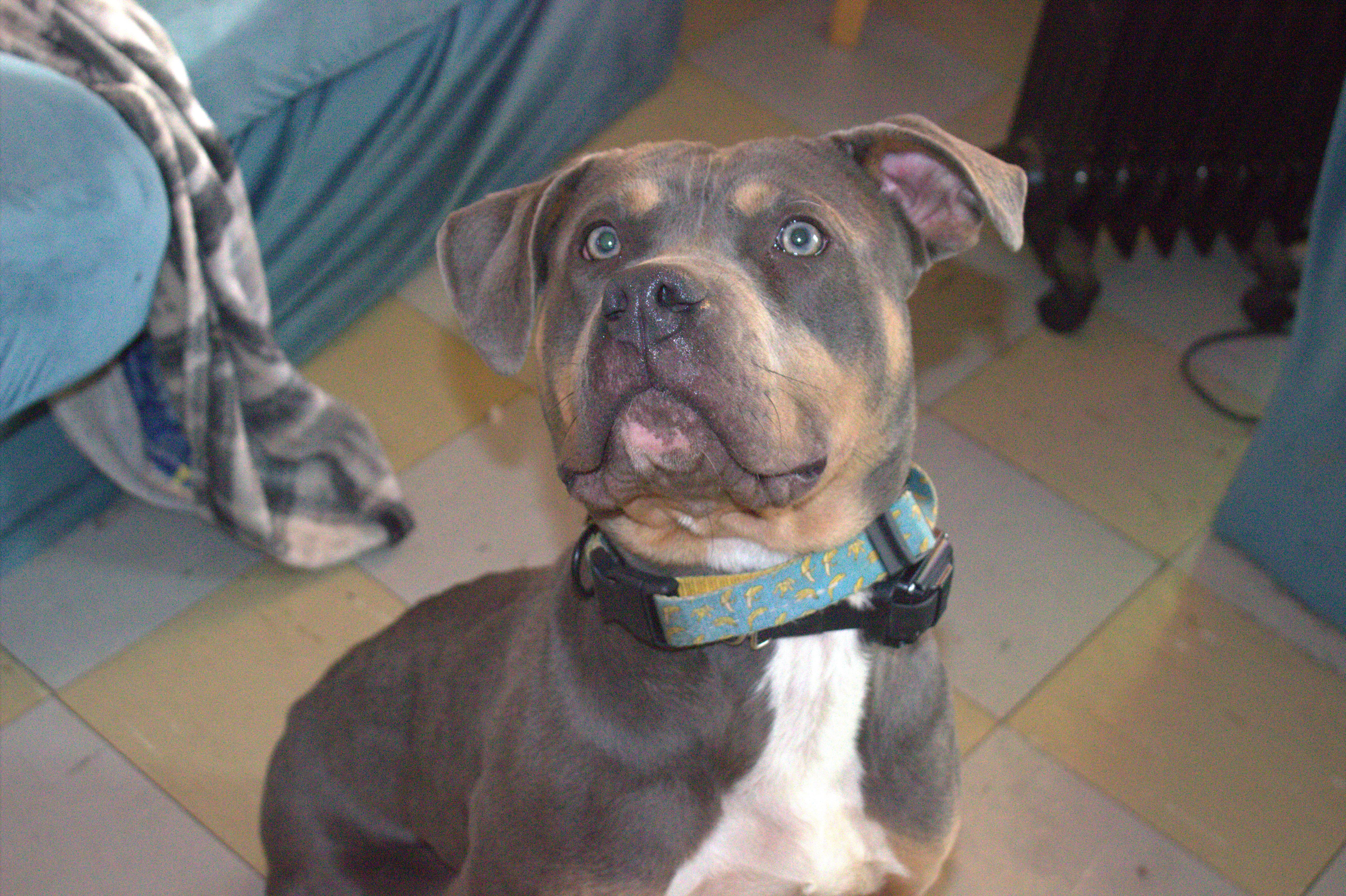 Enlarge Monkey, a Adoptable Terrier in Waldorf, MD image 3/4